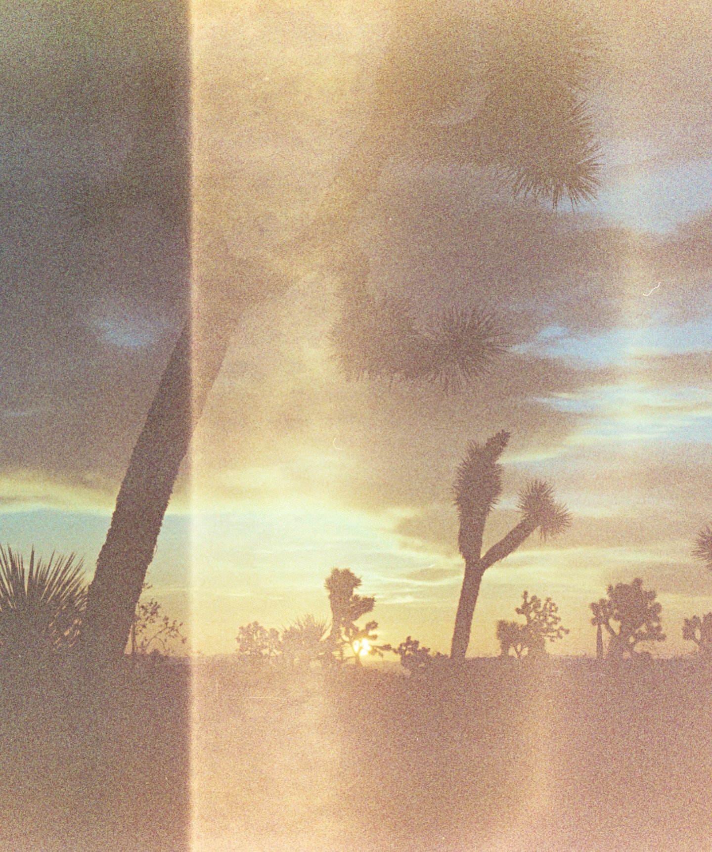 Joshua Tree + expired film = a match made in heaven 🎞️💘