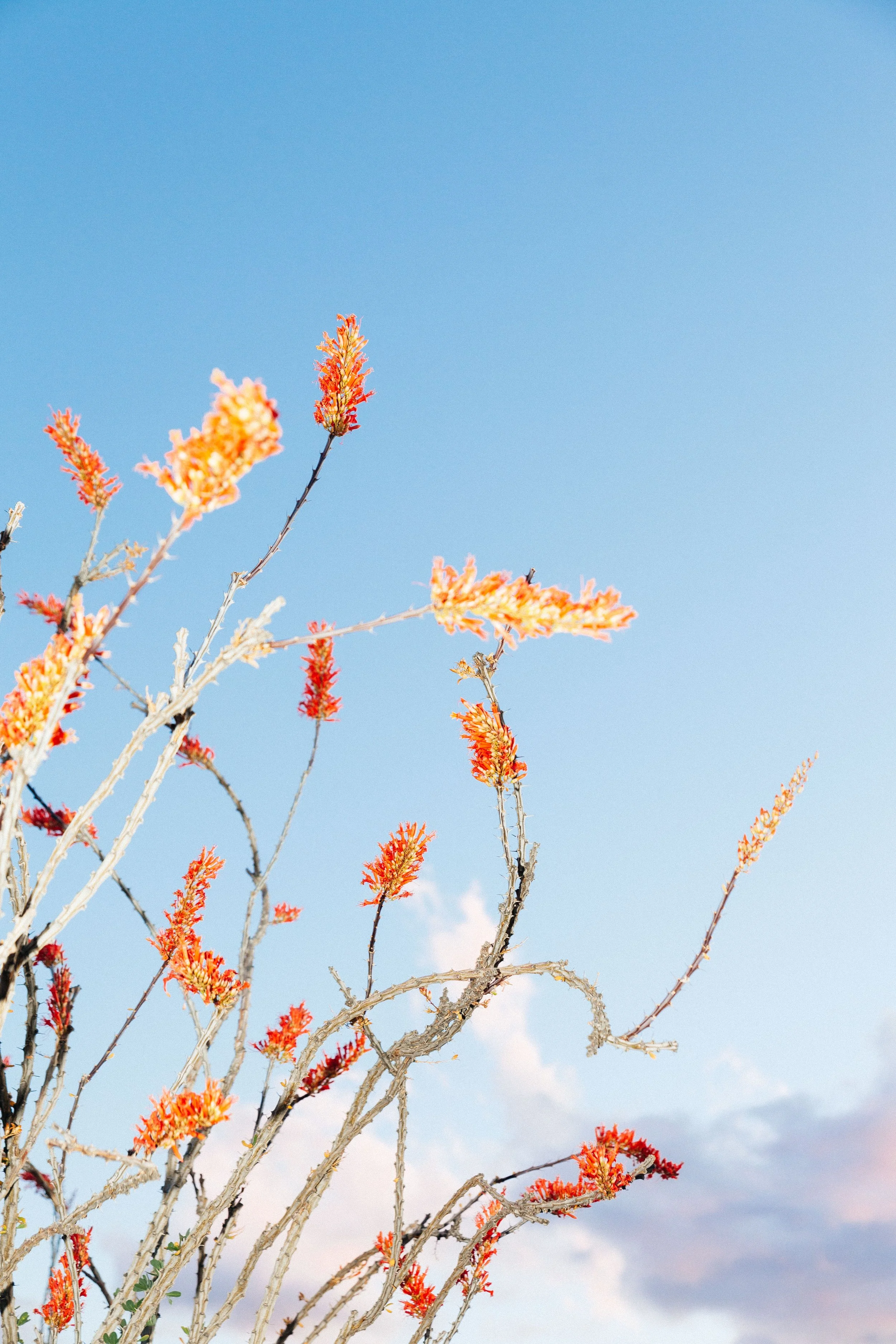Ocotillo in Bloom