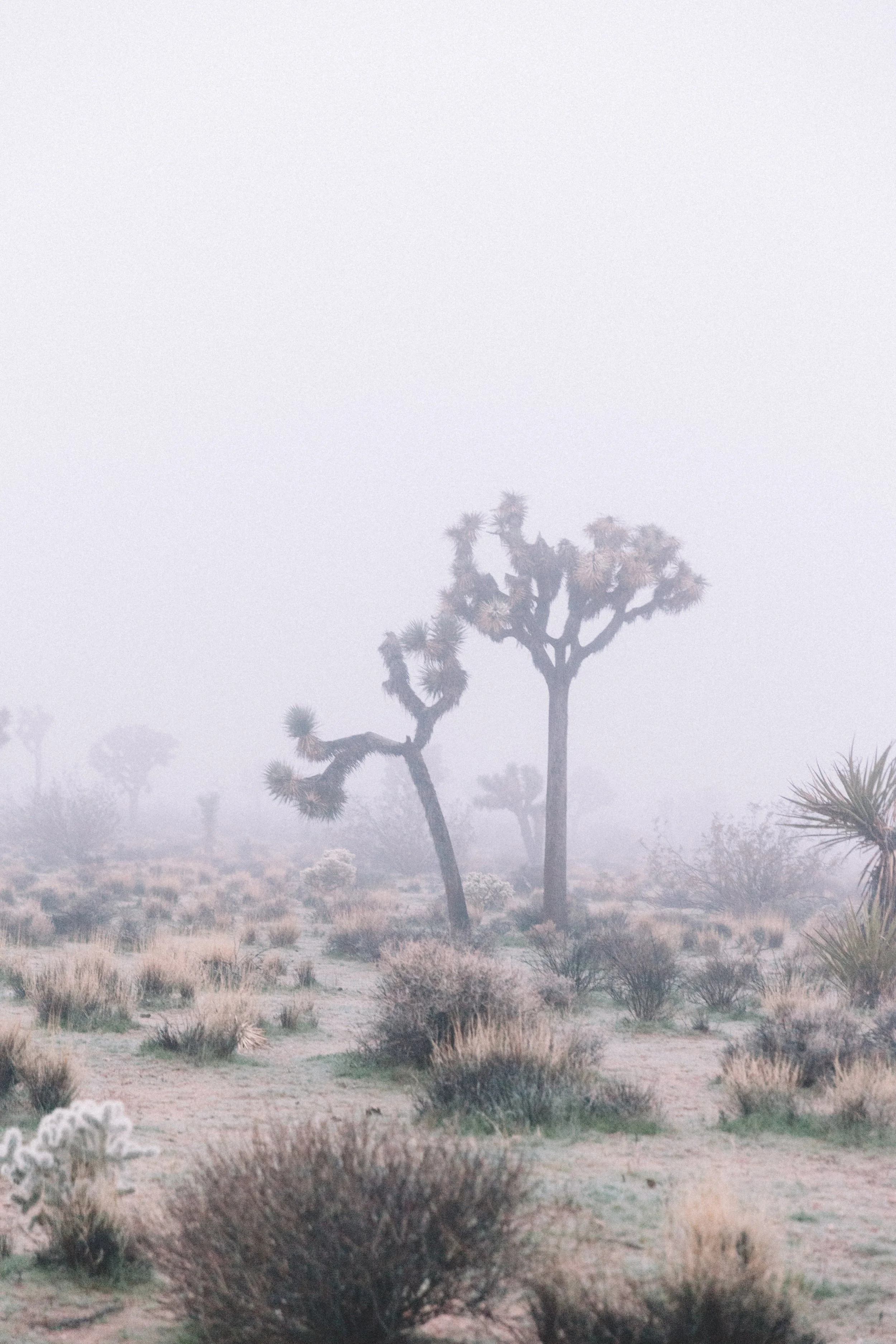 Fog on the Mesa
