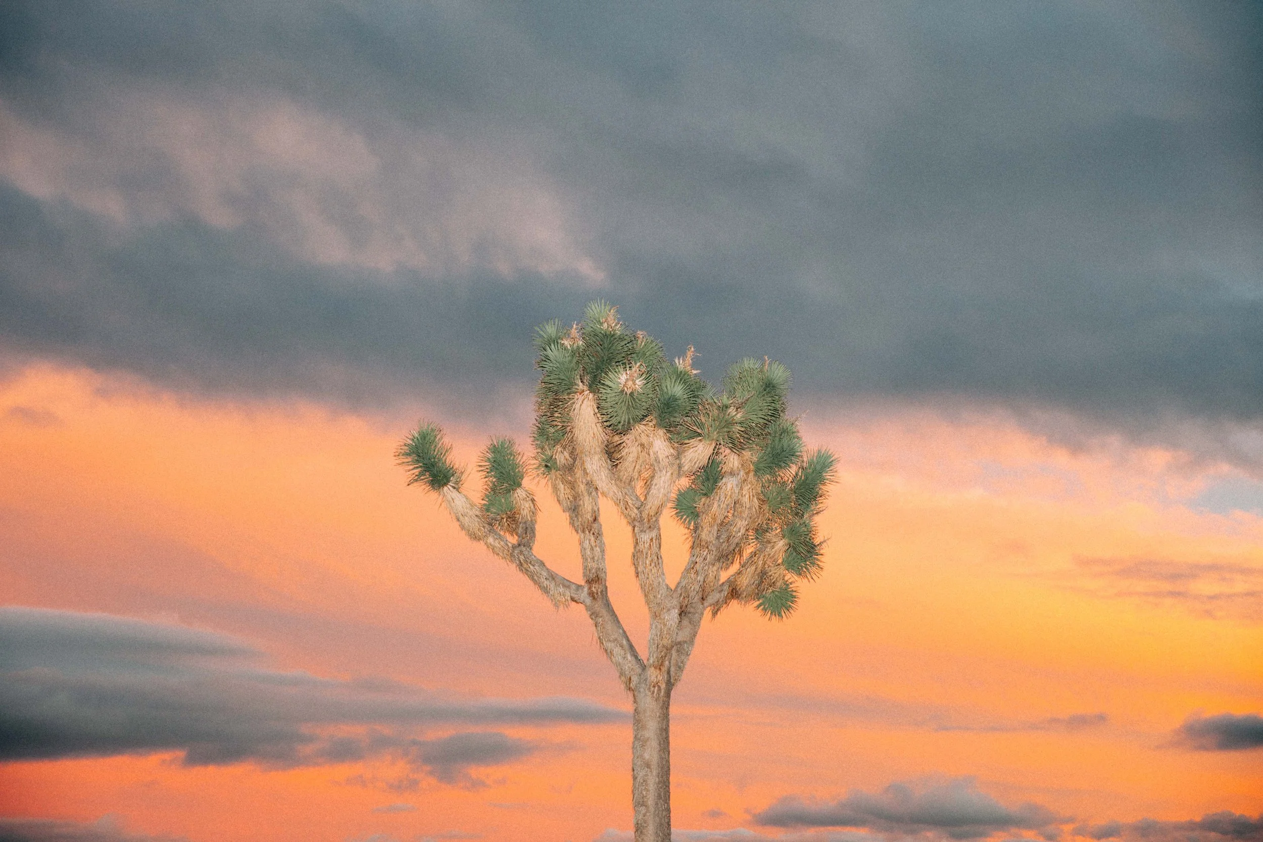 Joshua Tree Sky