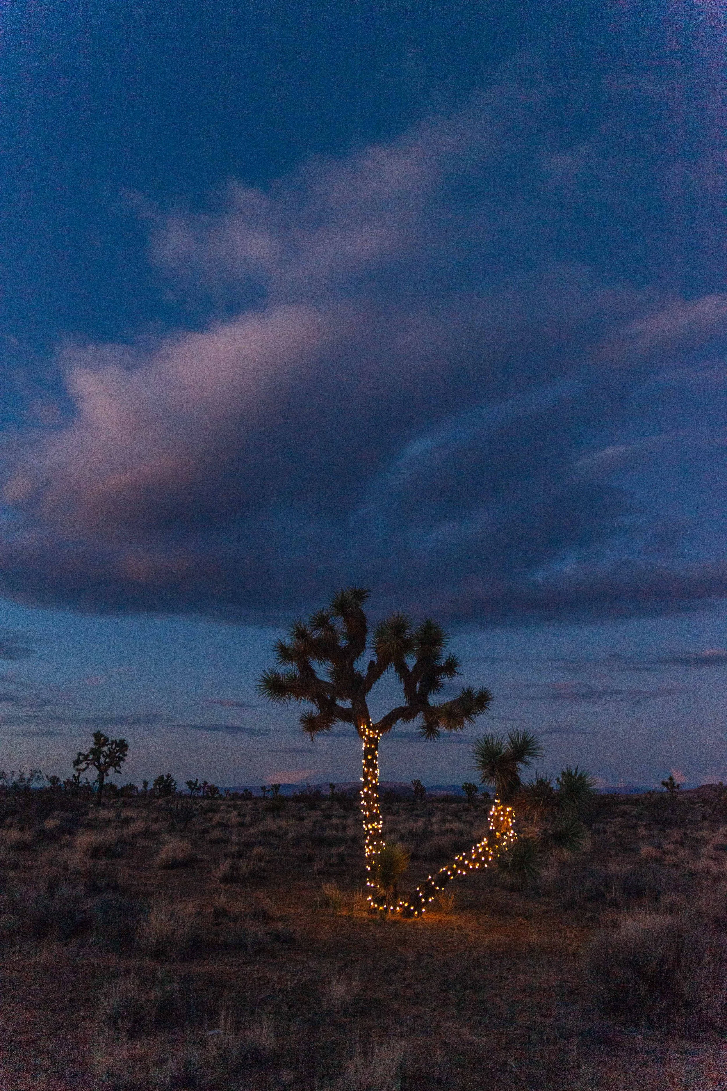 Joshua Tree Magic
