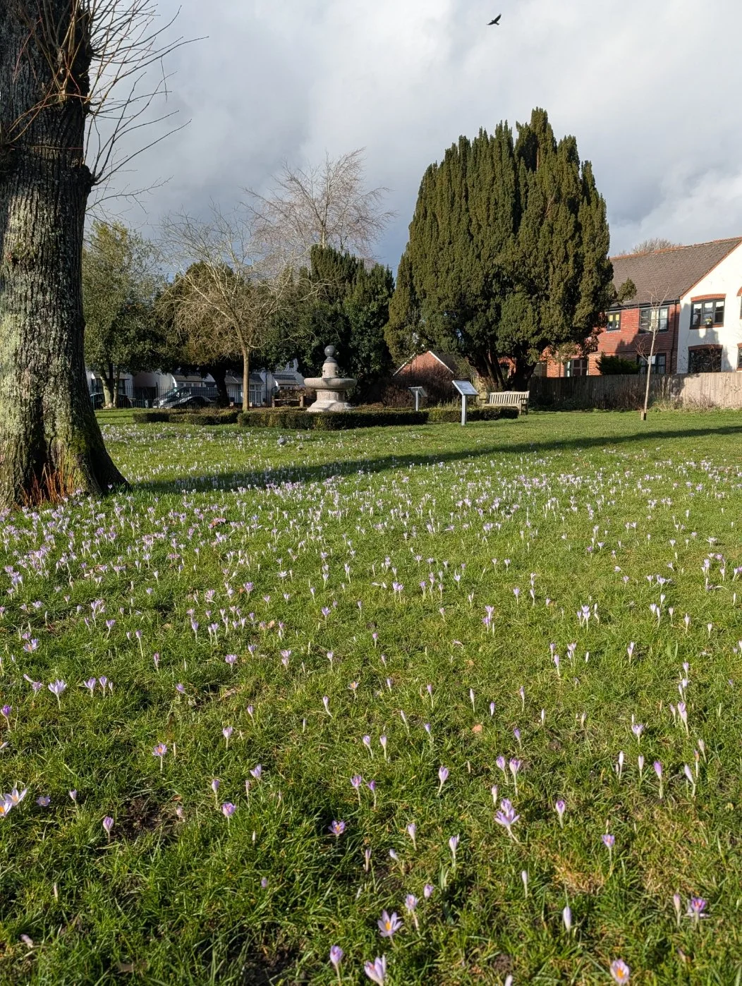 A park with a large grassy area covered in small purple and white flowers, tall trees, a stone fountain in the background, and residential houses behind a fence.