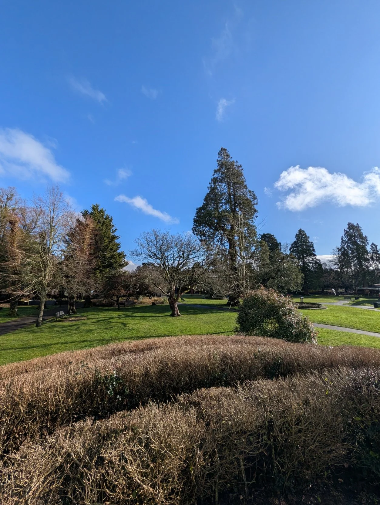A park with green grass, barren trees, and some evergreen trees under a blue sky with scattered clouds.