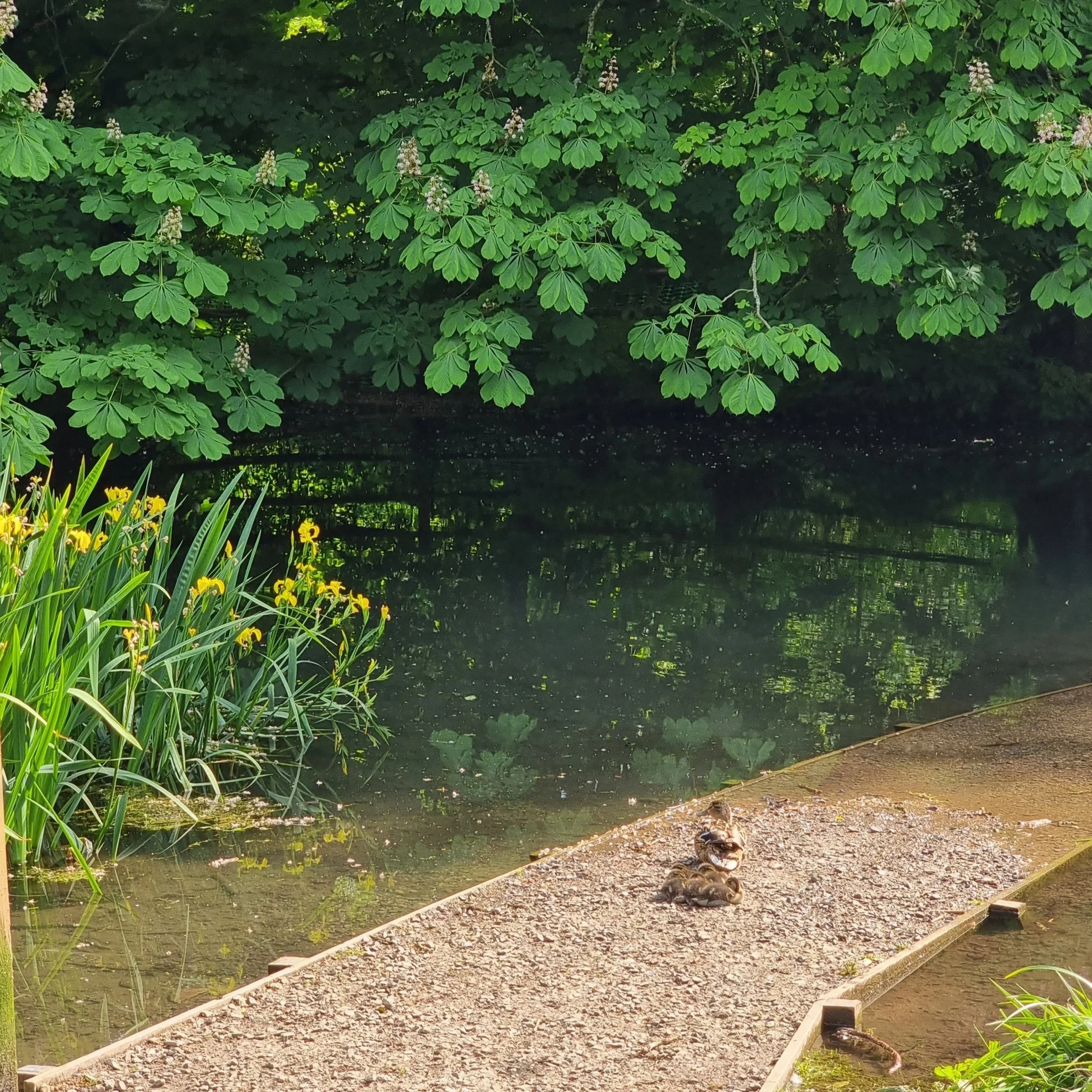 A duck resting on a gravel path beside a lake, with green foliage and trees reflected in the water.