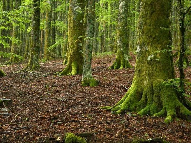 Terapia forestale: cos'è davvero (e perché non è una passeggiata in mezzo agli alberi)