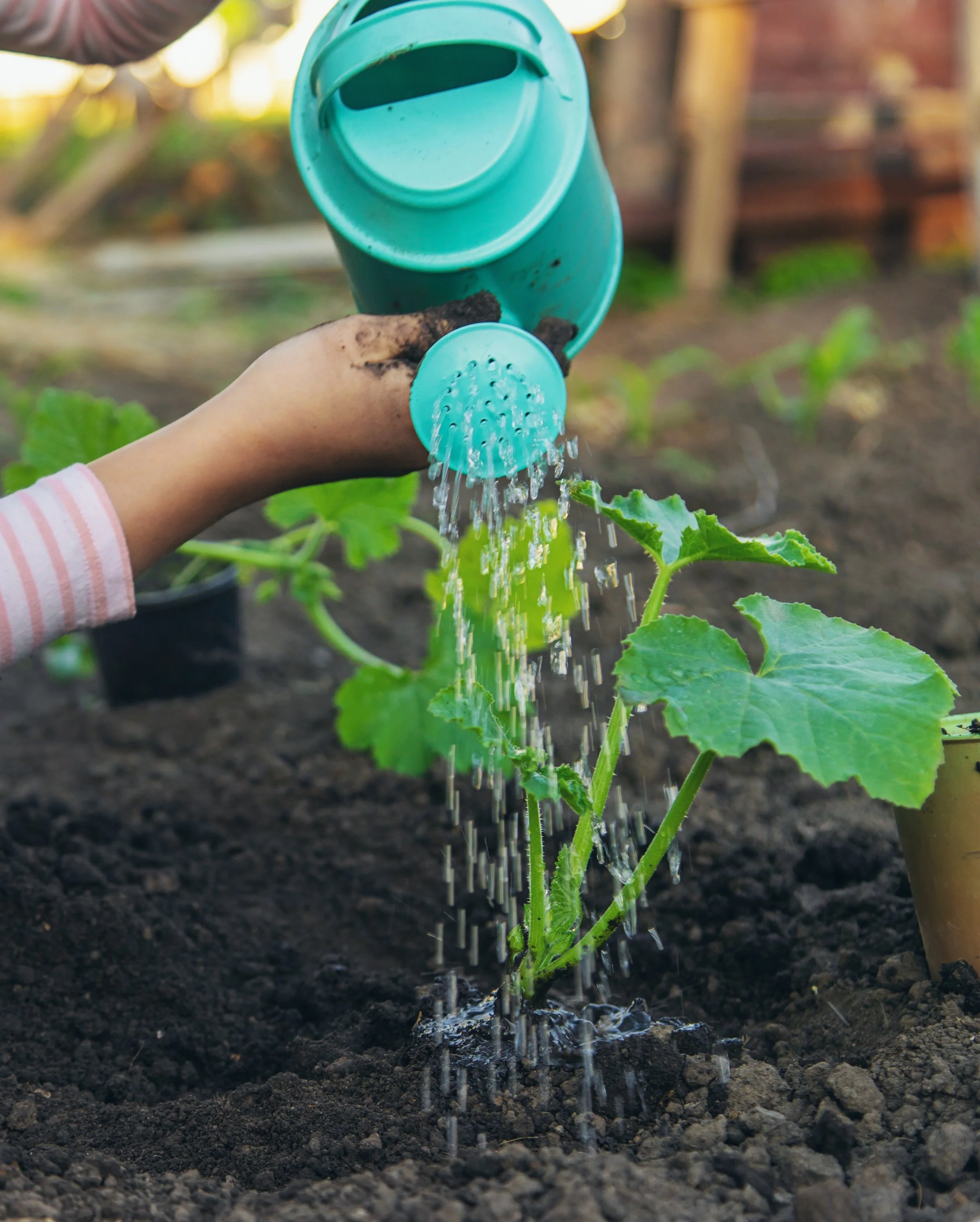 Person watering a young green plant with a blue watering can in a garden.