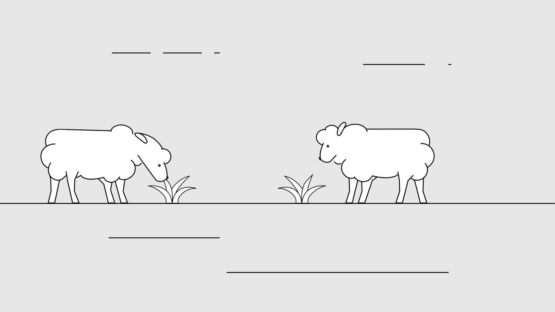 still buiten schapen.png