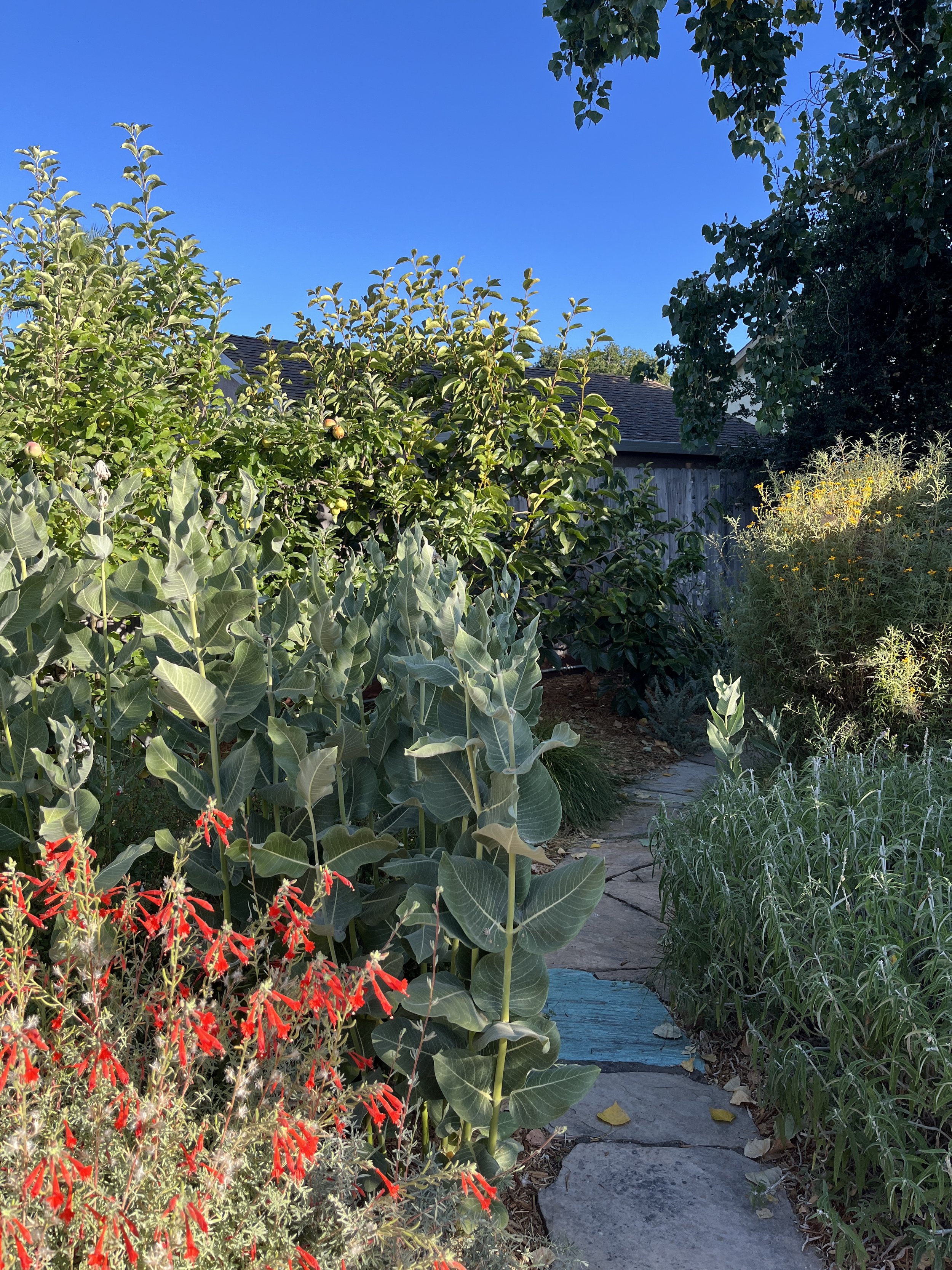 A lush garden pathway surrounded by native plants and fruit trees, including some salvias, copper canyon daisy and milkweed. A natural flagstone pathway curves through the garden, under a bright blue sky.