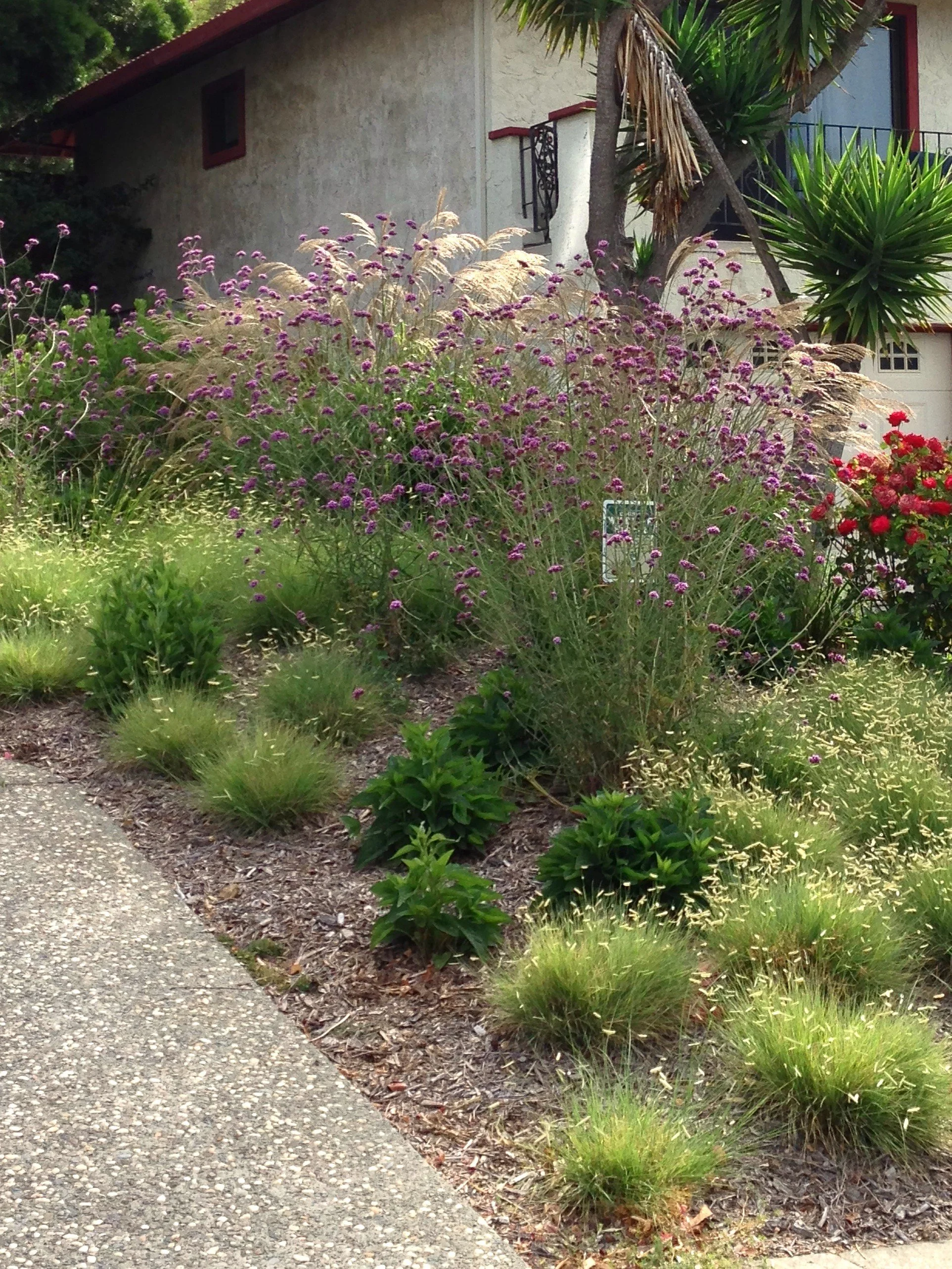 Wildlife Habitat Front Yard 3.JPG