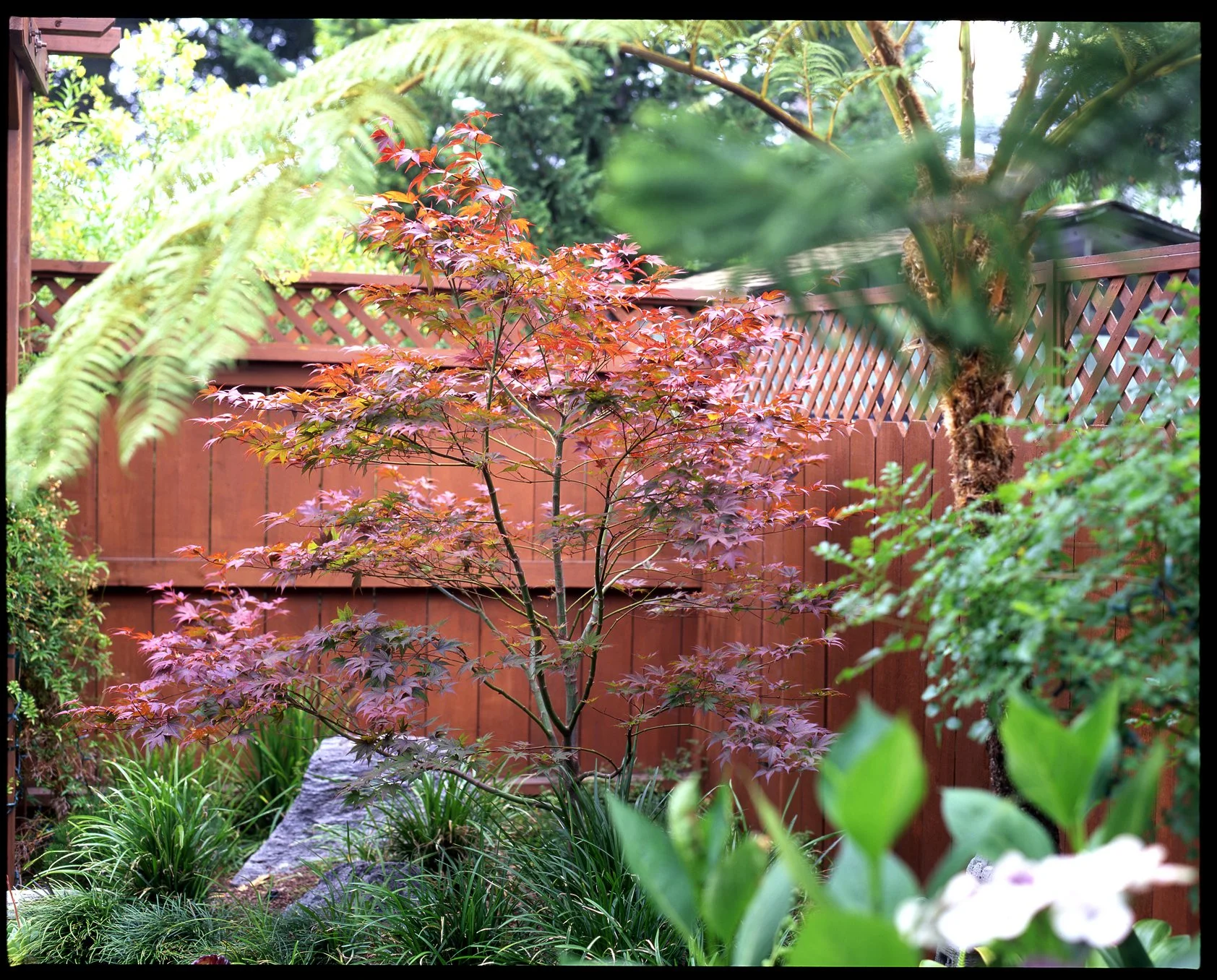 A backyard garden in the Japanese style with a red maple tree, some tall ferns, green leafy plants, and some native grasses.