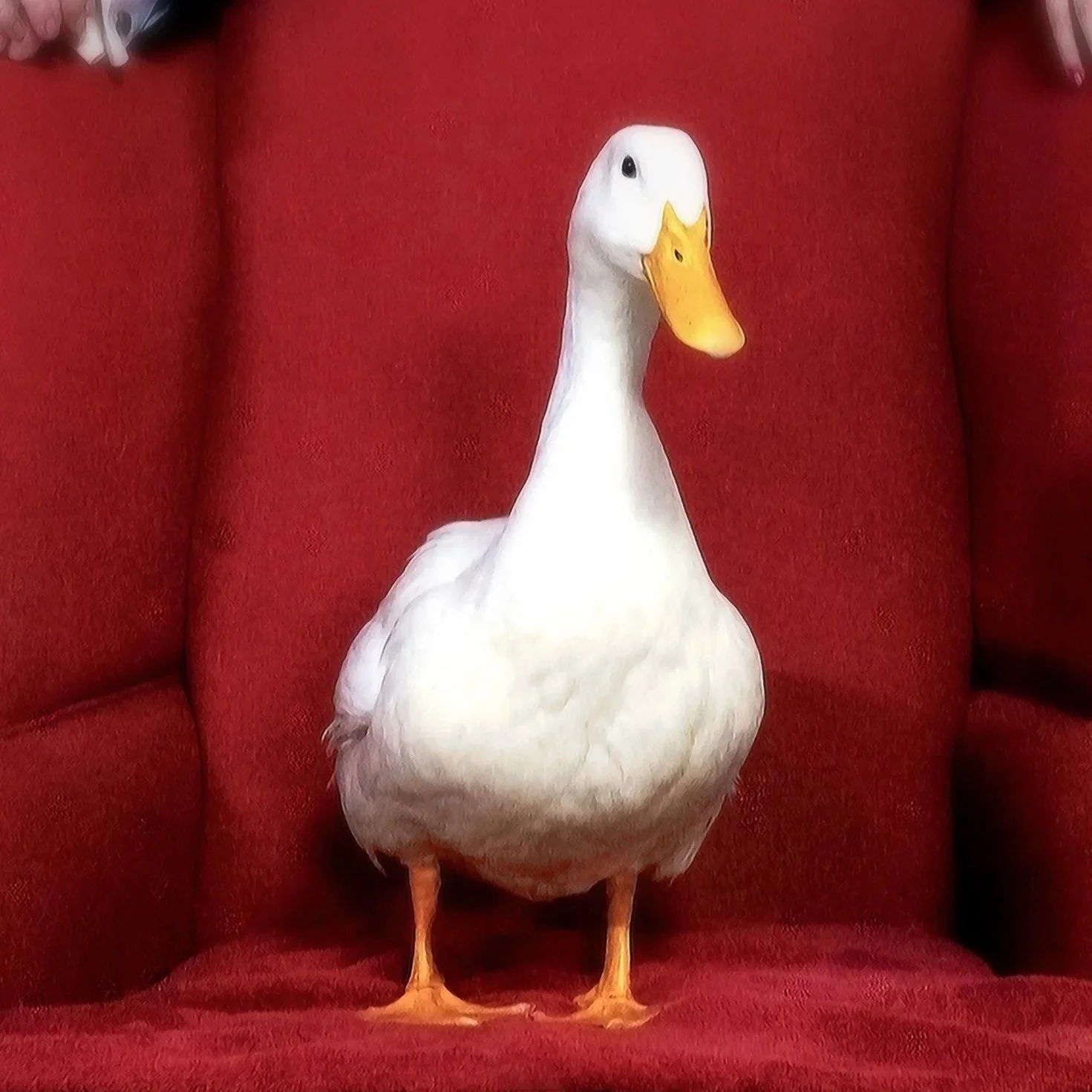 The Singing Duck