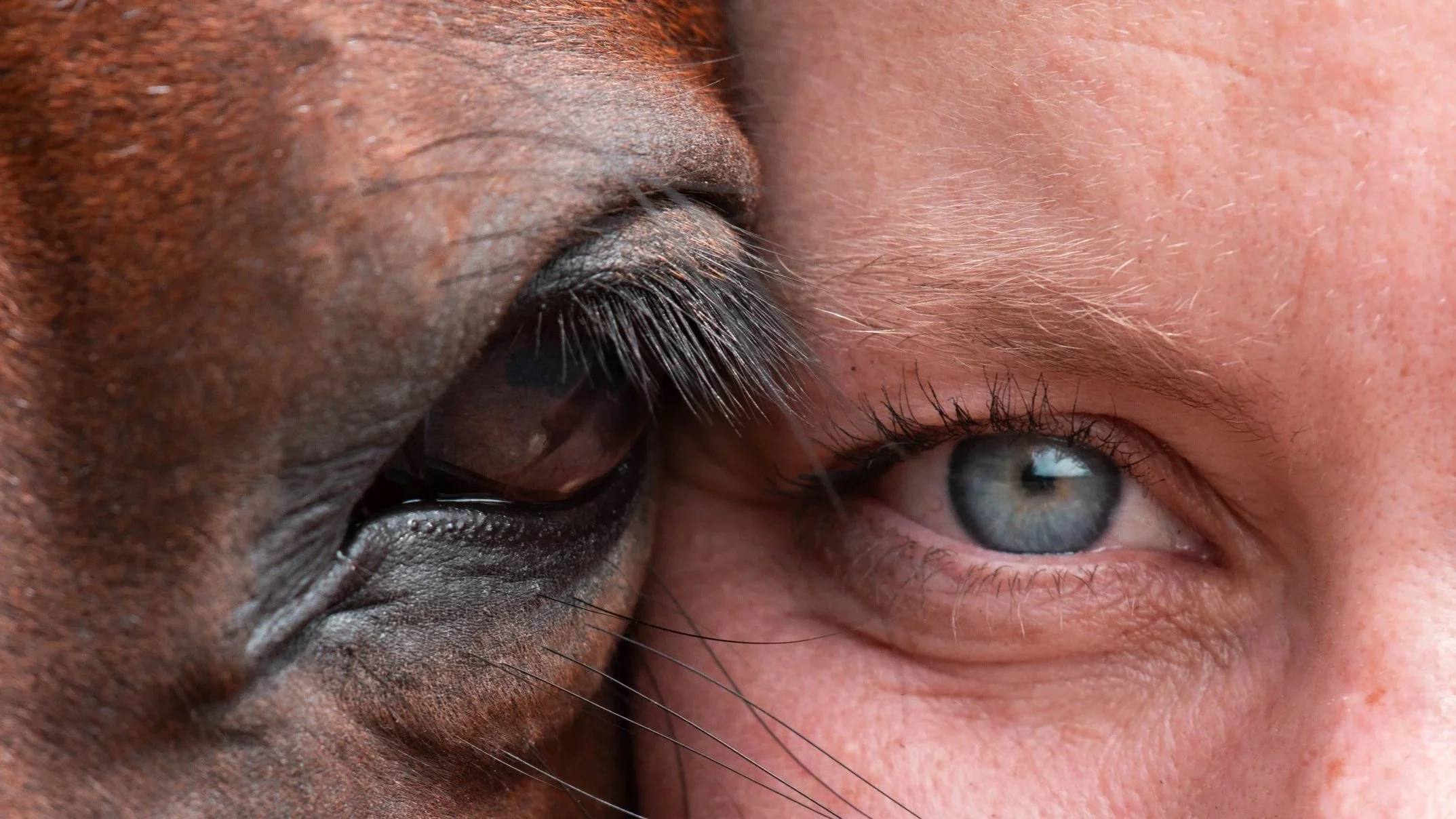 Pferdefotografie-berlin-brandenburg-fridakipp-mensch-und-tier-eyes.jpg