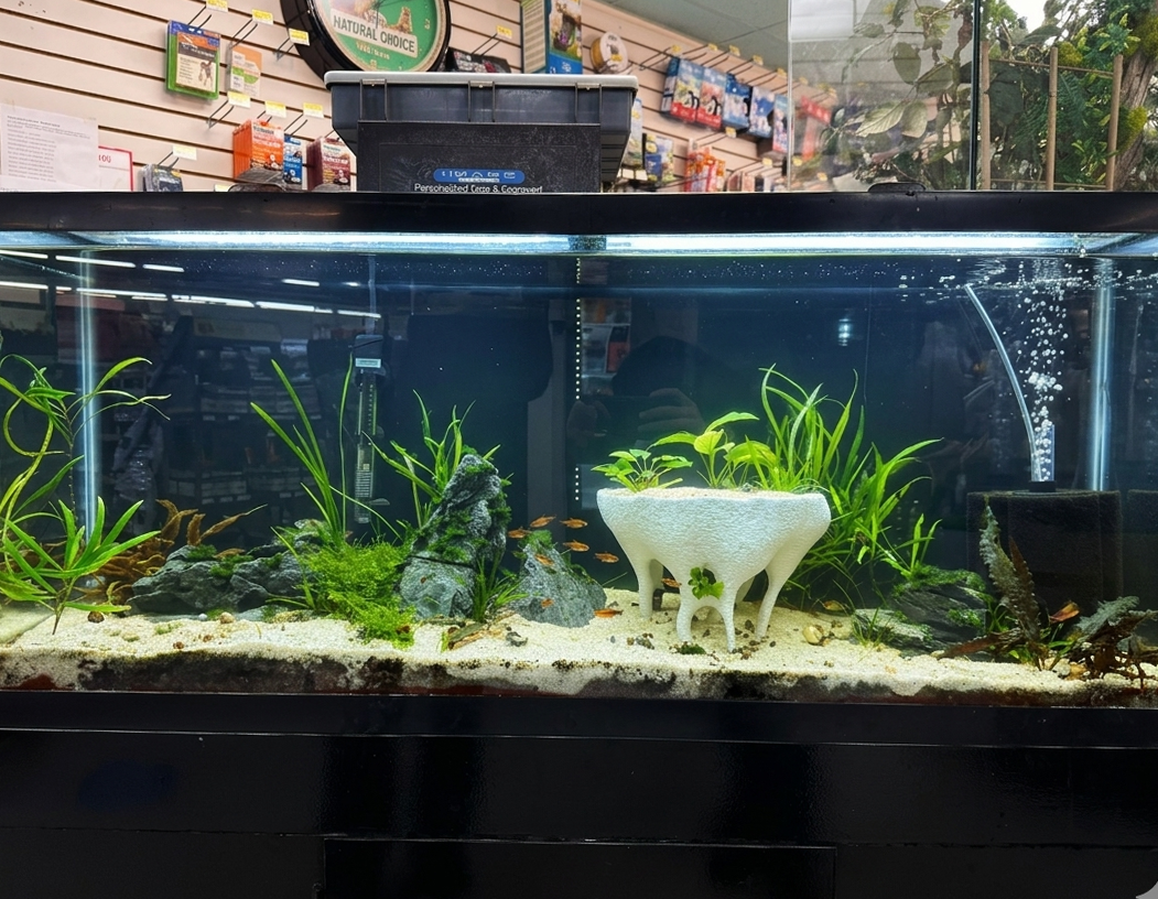 MangroveCenterpiece Tank.png
