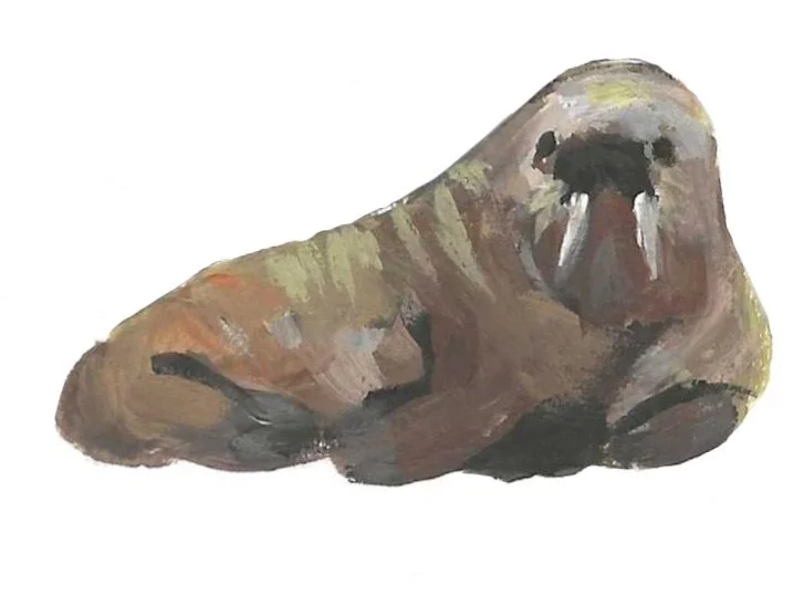 Walrus - Acrylic