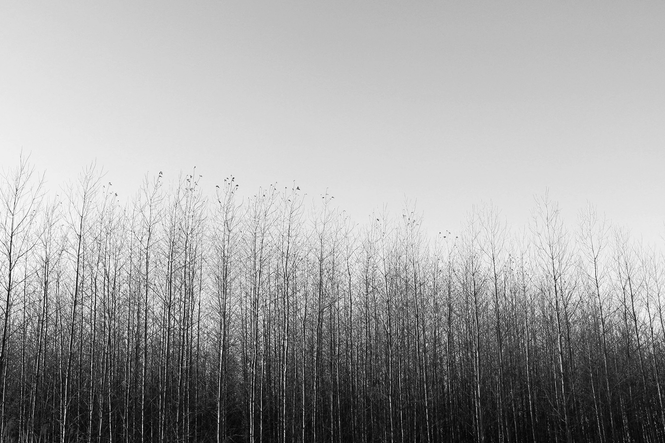 Dan Annett Photography 02_26