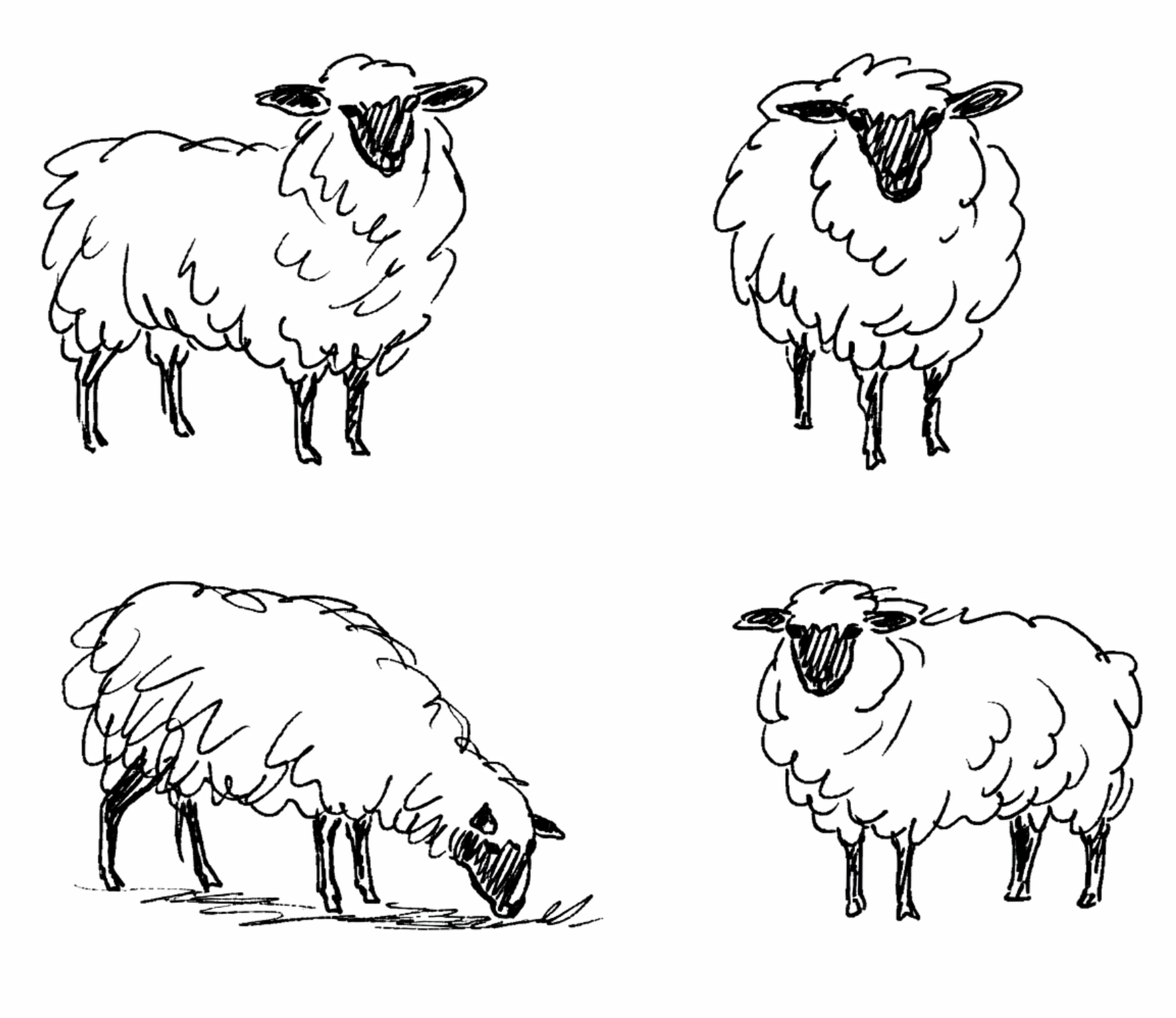 A black and white sketch showing four different views of a sheep, including front, side, and back perspectives.