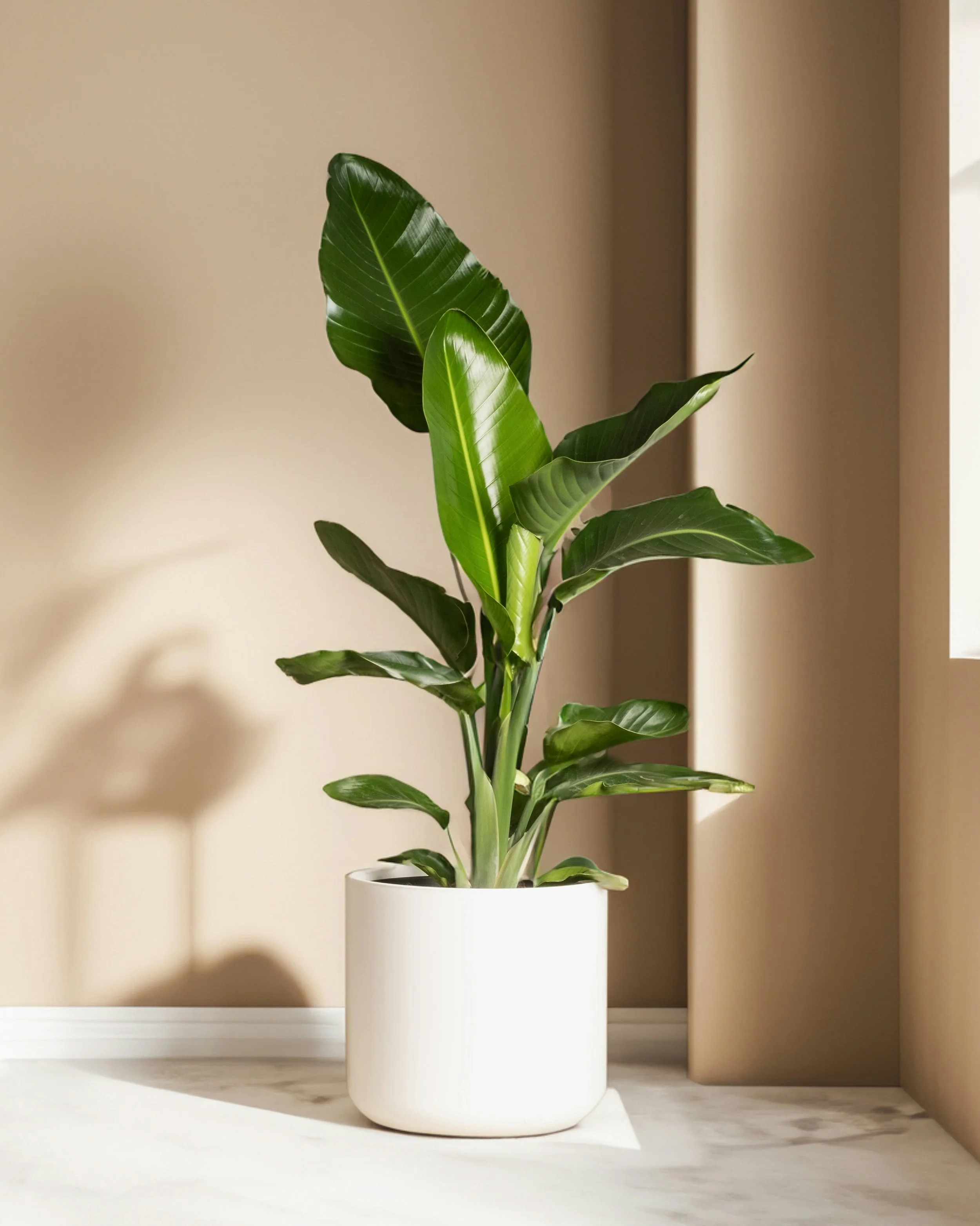 A potted green plant with large glossy leaves inside a white cylindrical pot on a marble surface, with a beige background and soft lighting.