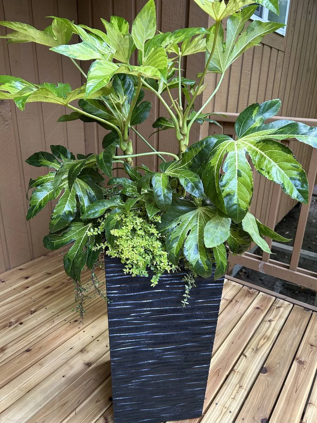 WEB evergreen patio deck planter for PNW seattle home.jpg