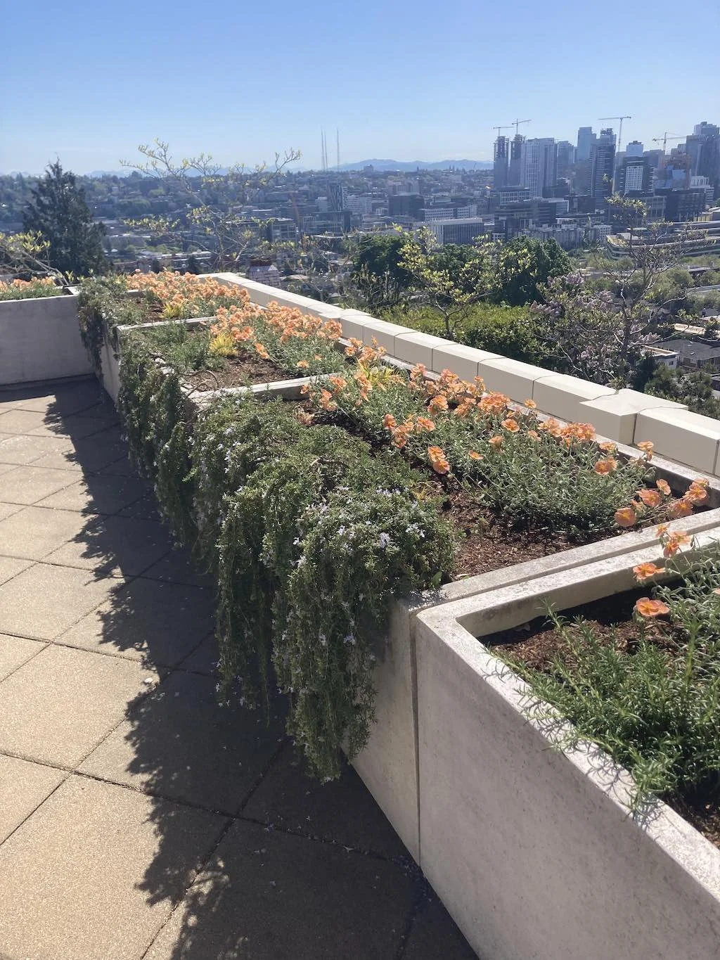 WEB Rooftop garden bed with Seattle skyline view.jpg
