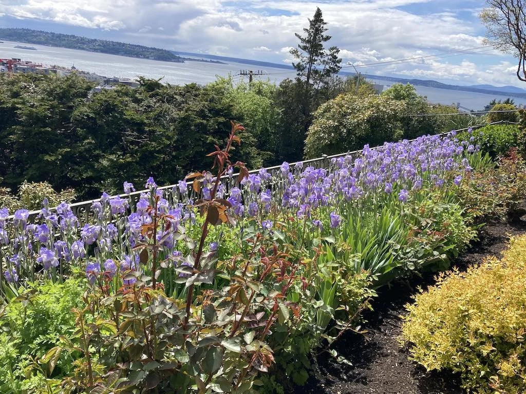 WEB Garden Bed with purple flowers Seattle.jpg