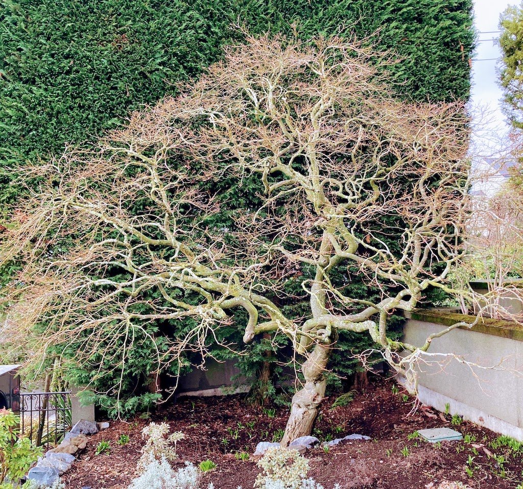 WEB YardGirl Pruning Image.jpg
