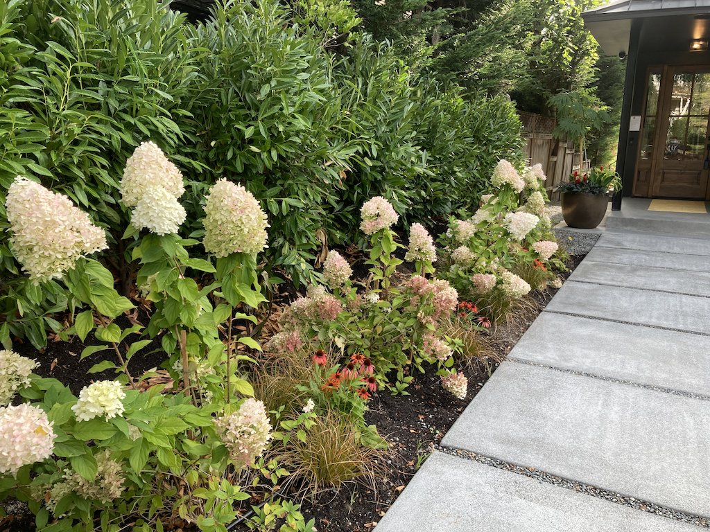 Border of Cream Hydrangea.png