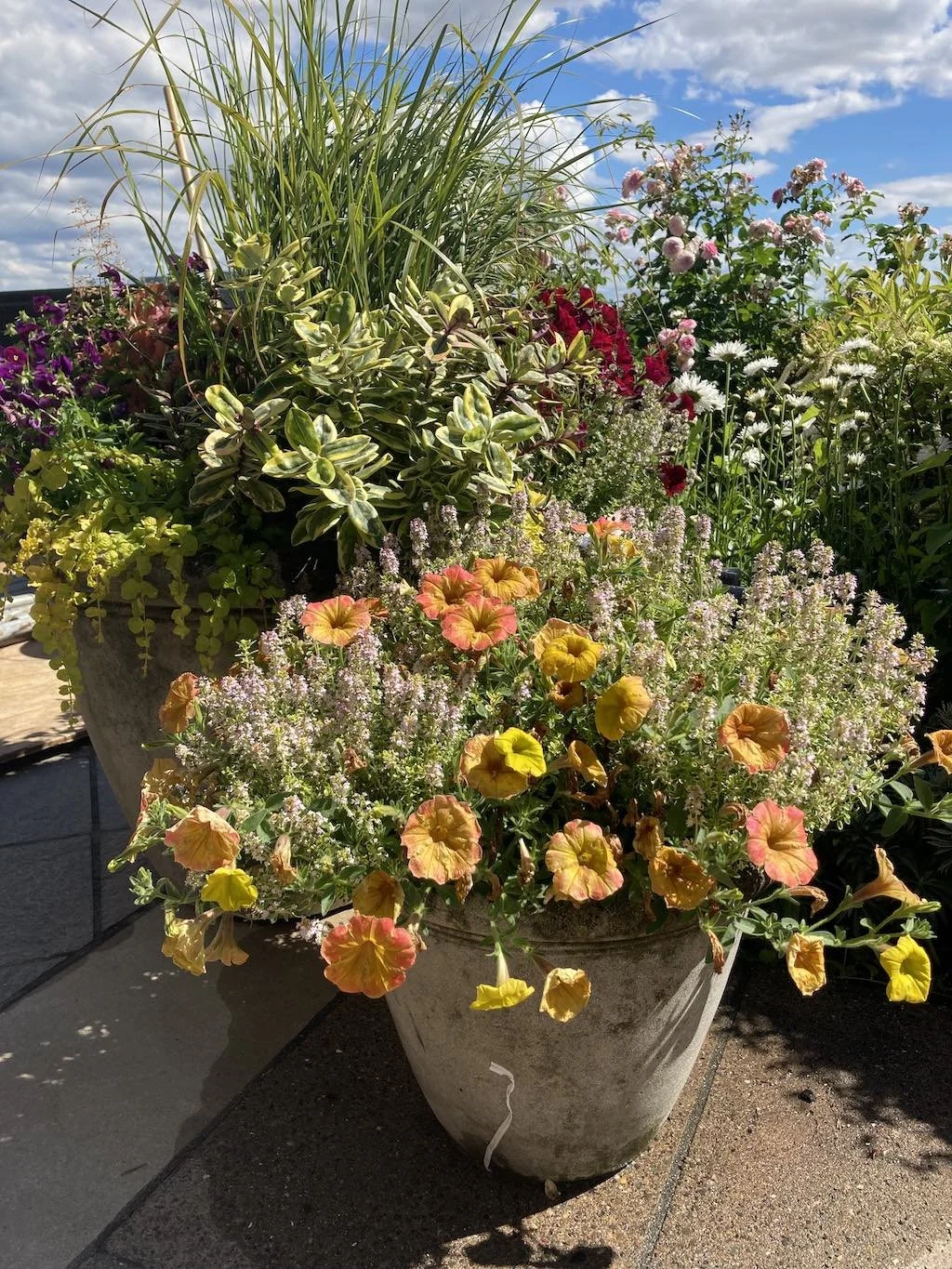 WEB Gorgeous summer flower pots Seattle.jpg