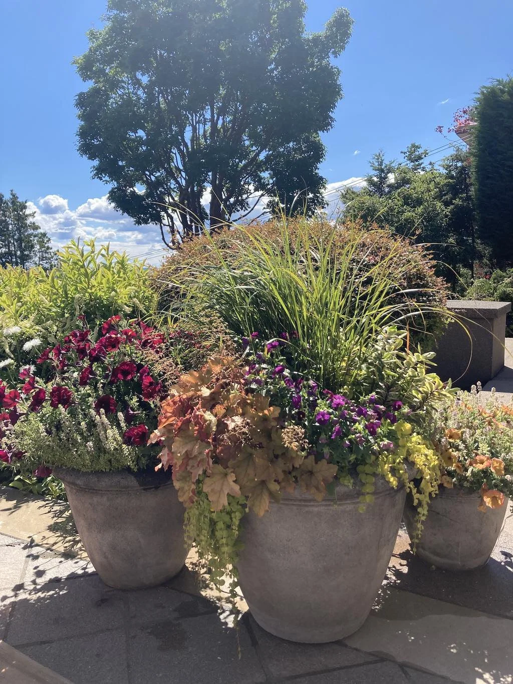 WEB Set of three flower pots queen anne home.jpg