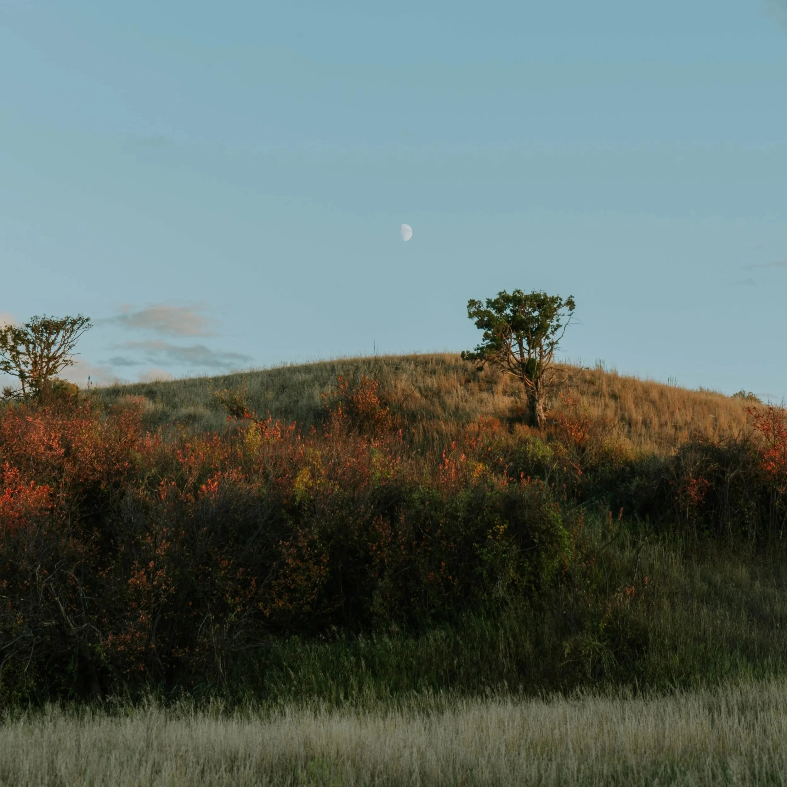 A nature scene showing a grassy hillside with trees, bushes, and shrubs, under a clear sky with the moon visible.