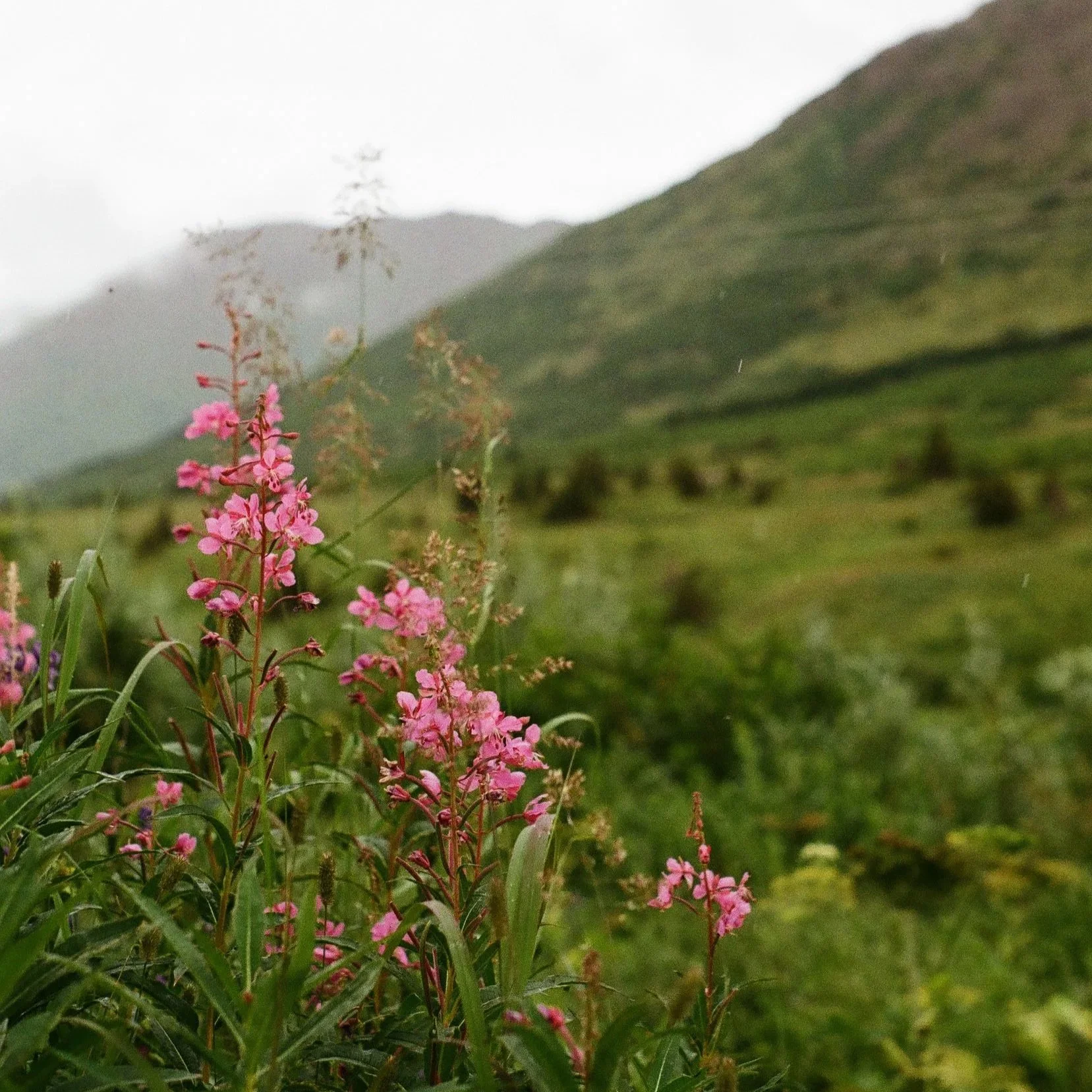 Close-up of pink wildflowers growing in a green mountainous landscape with cloudy sky.