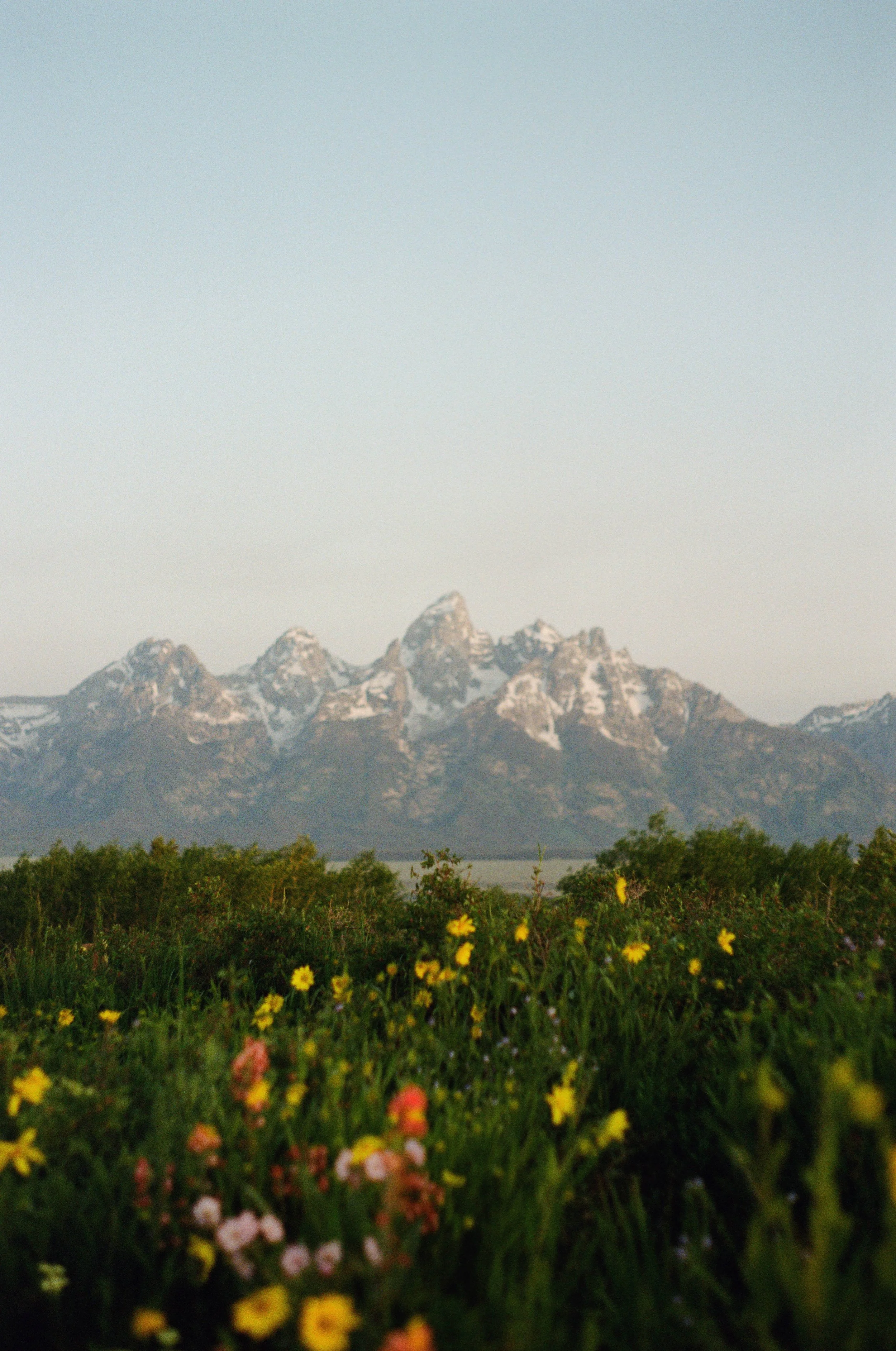 A mountain range with snow-capped peaks in the background, green shrubs and yellow wildflowers in the foreground, under a pale blue sky.