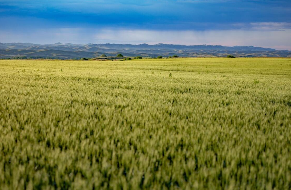 A vast green field of crops with distant hills and a cloudy sky.
