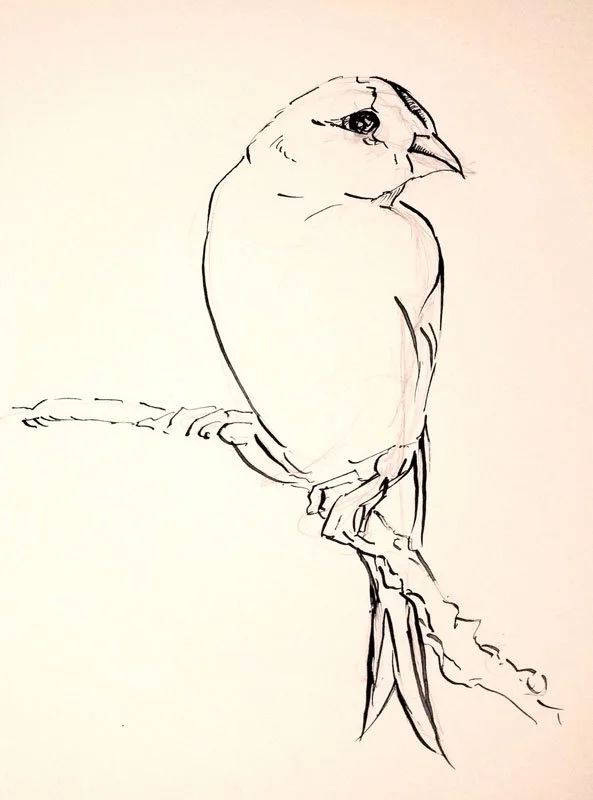 "American Goldfinch sketch". Dip pen and ink