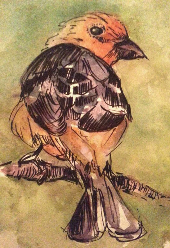 "Western Tanager" Watercolor, ink