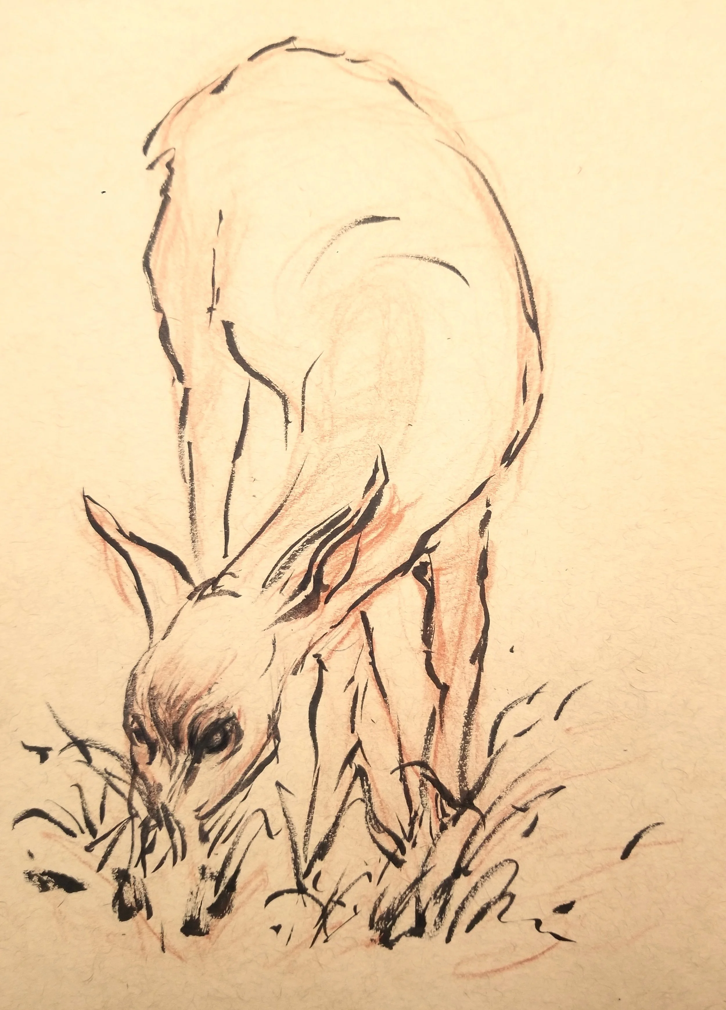 Deer sketch by Jane Oriel-Ink-toned paper