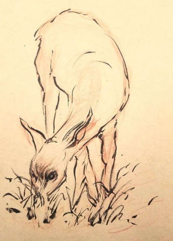 "Deer Sketch" Ink, pencil on toned paper