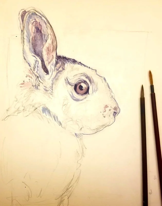 Rabbit study in progress. Japanese Sumi brushes, colored inks