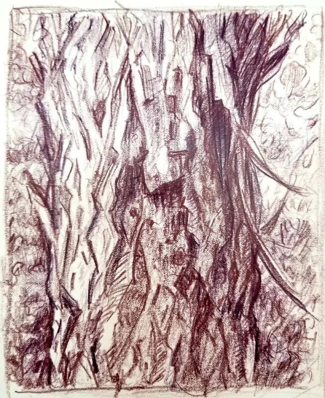 Hickory Bark sketch. Colored pencil