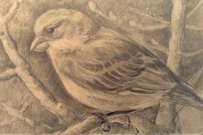 "House Finch drawing". Graphite on toned paper