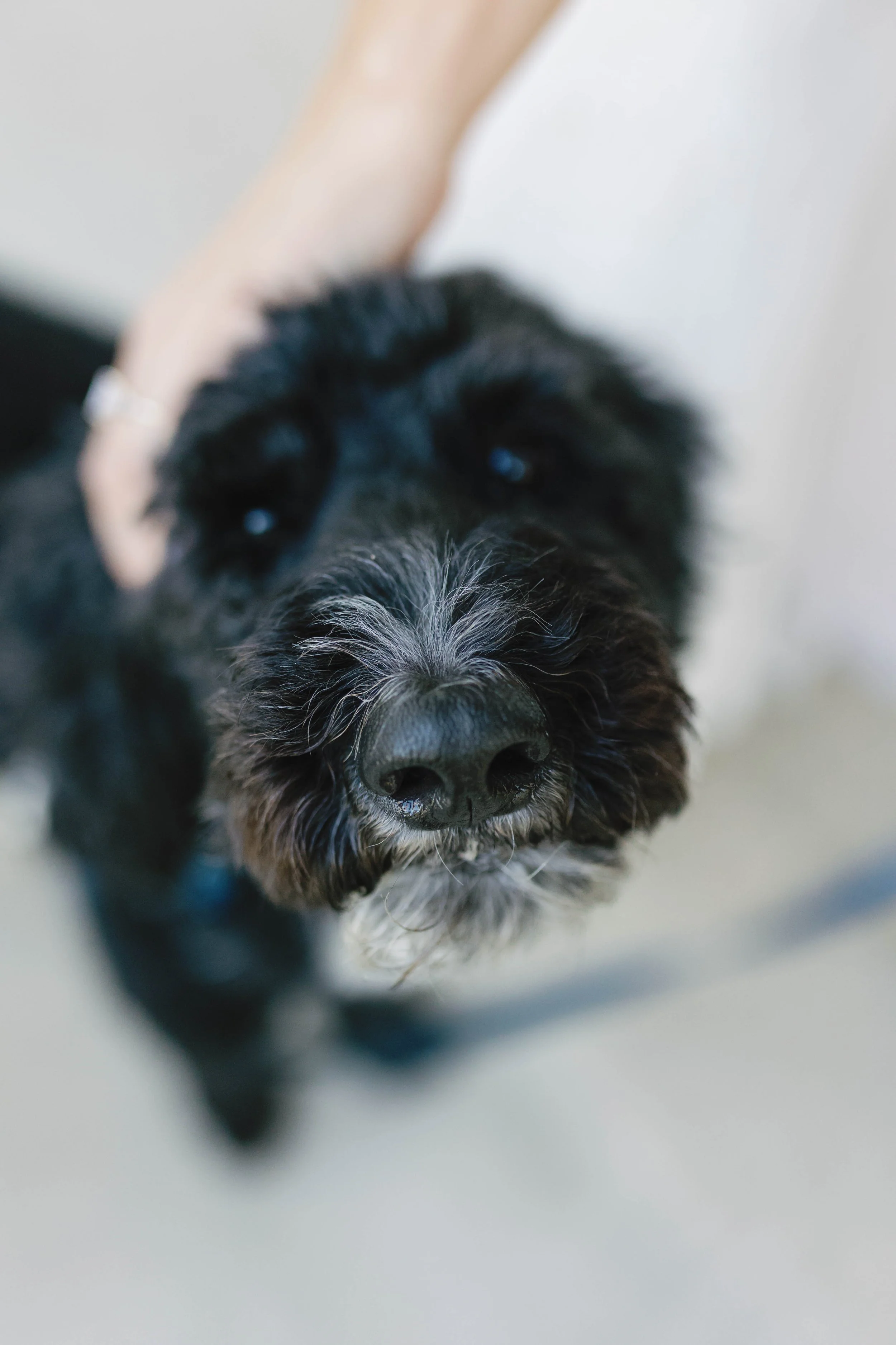 moundalemanorwedding (85 of 105).jpg