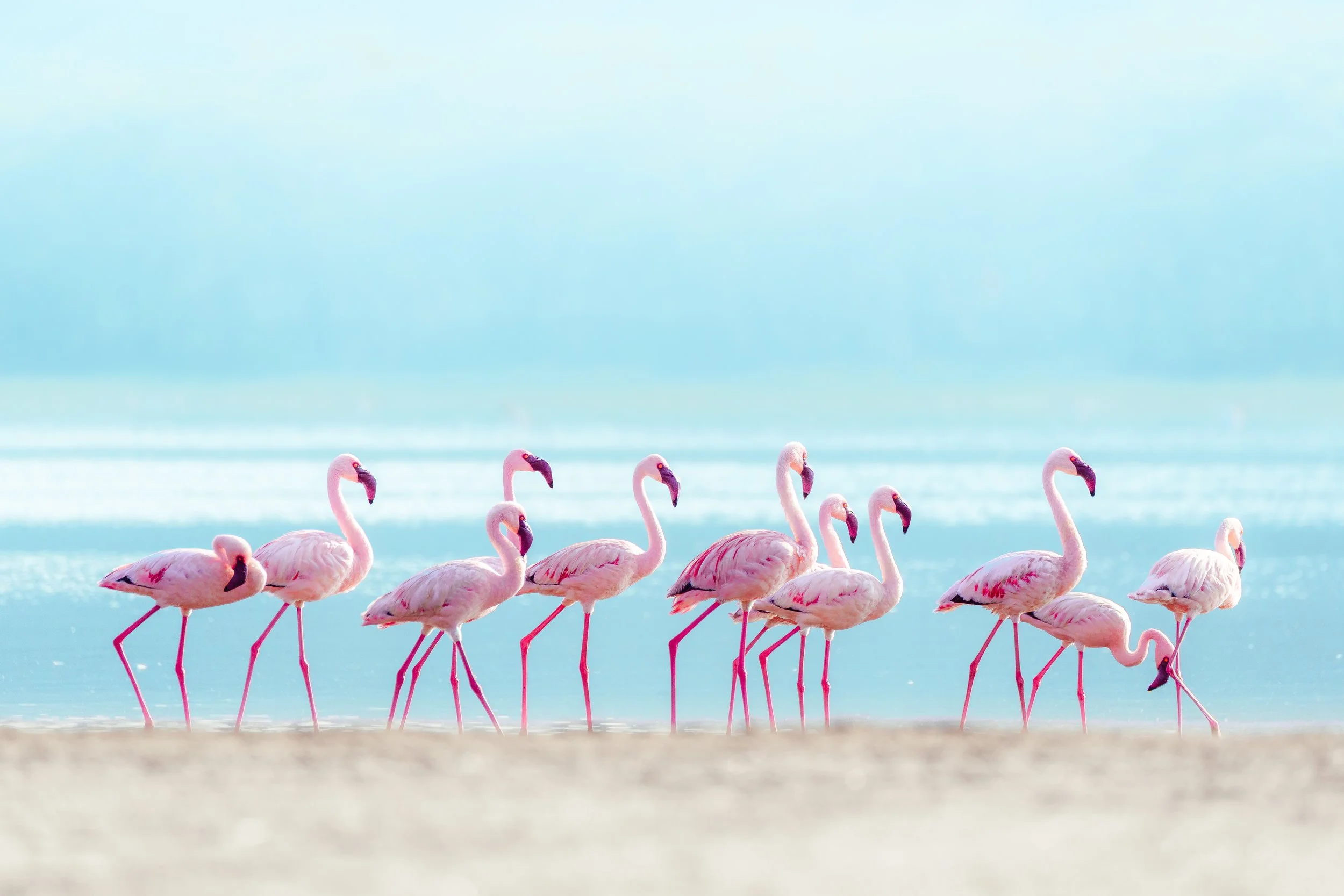 Lake Nakuru Flamingos