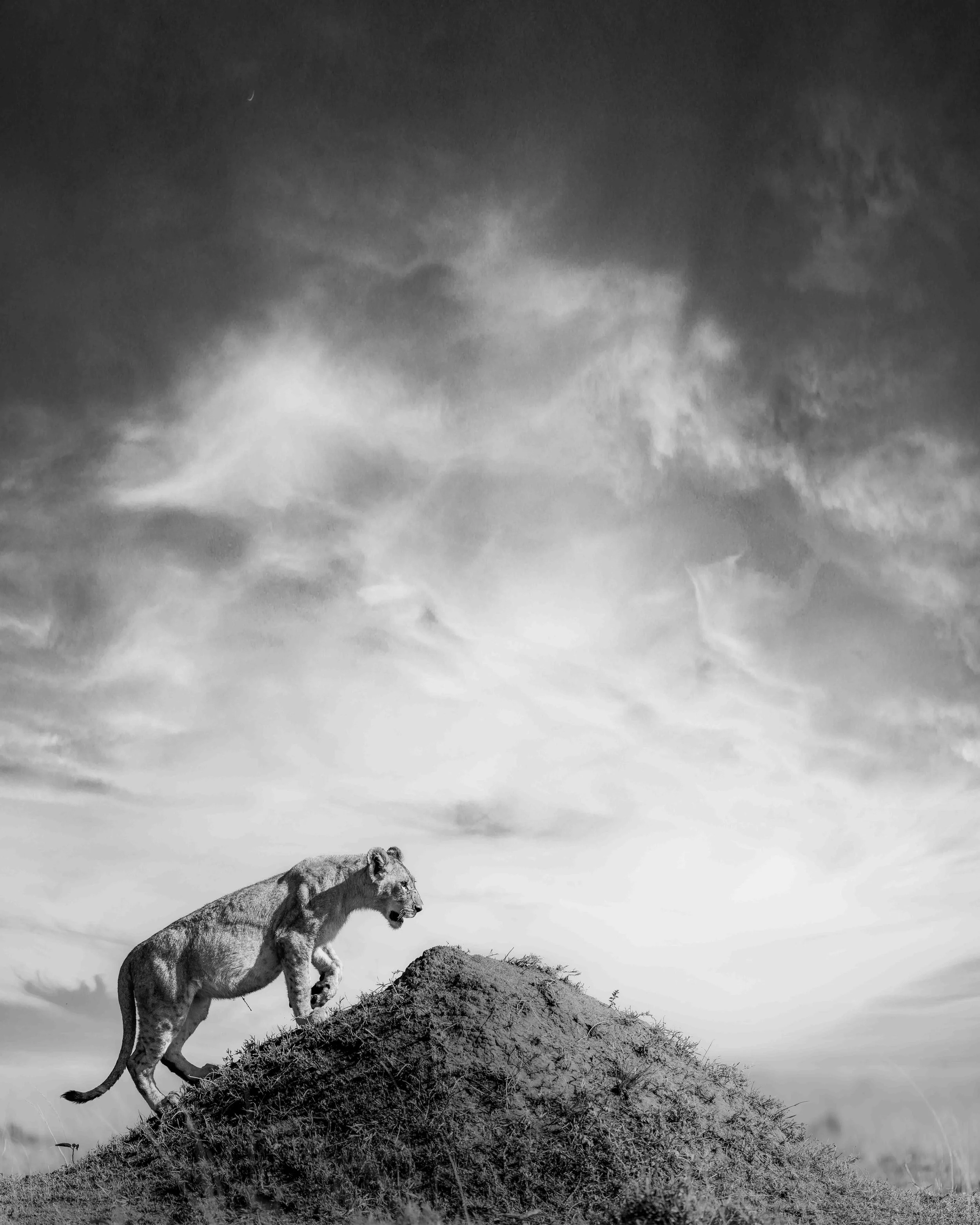 LionFakeSkyBnW.jpg