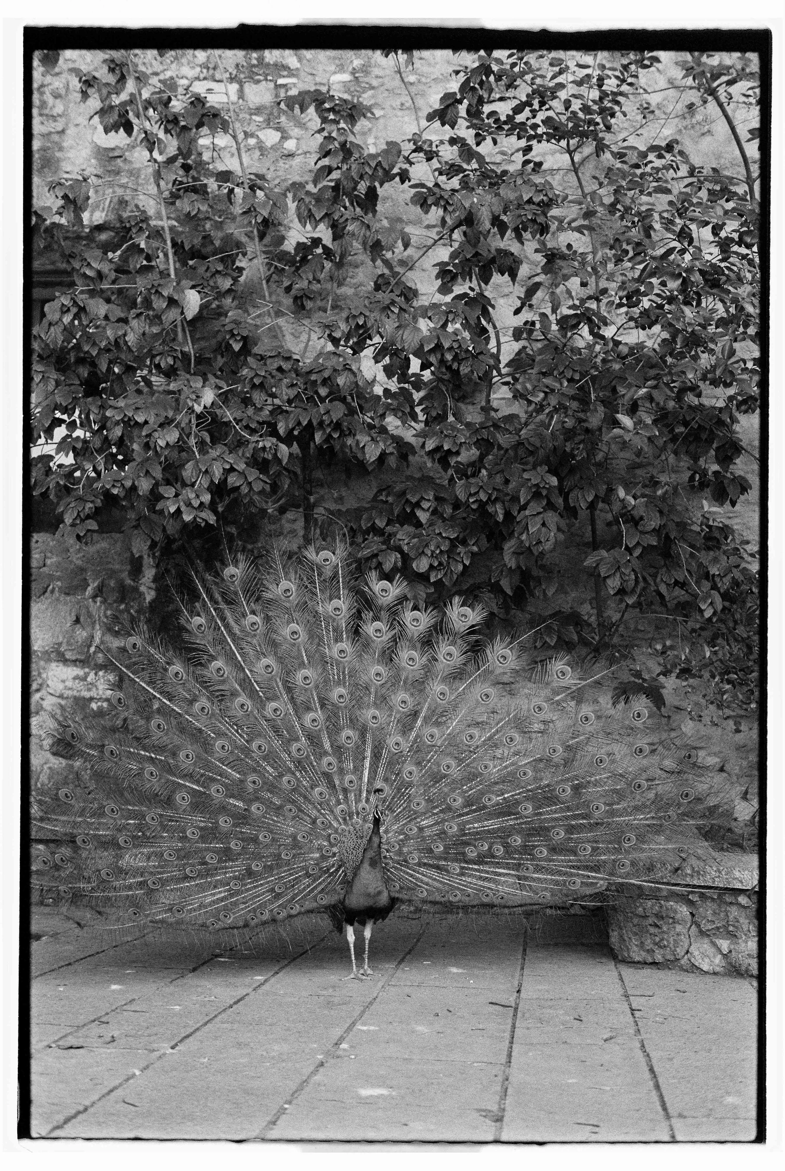 Blair Eastwood-18-2.jpg