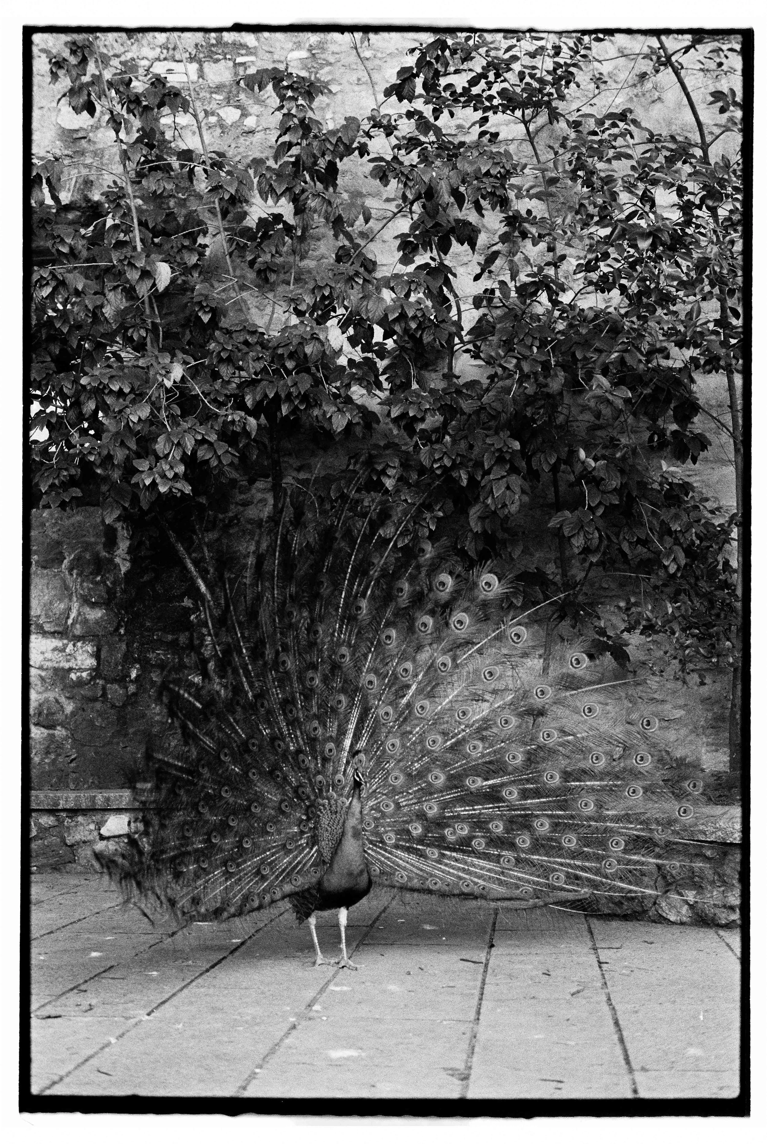 Blair Eastwood-17.jpg