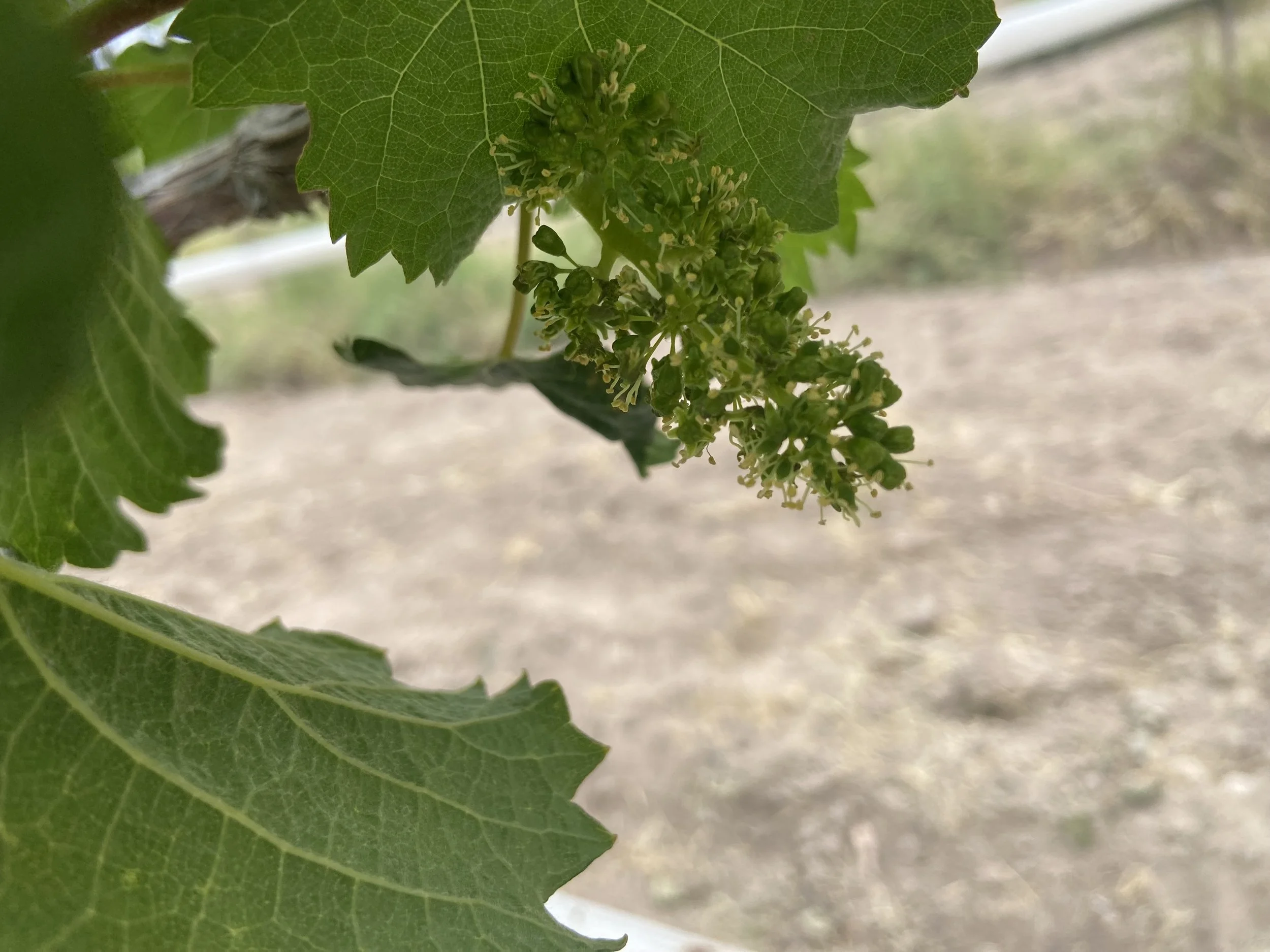 Uva Viognier floreciendo en la planta en un viñedo de Aguascalientes