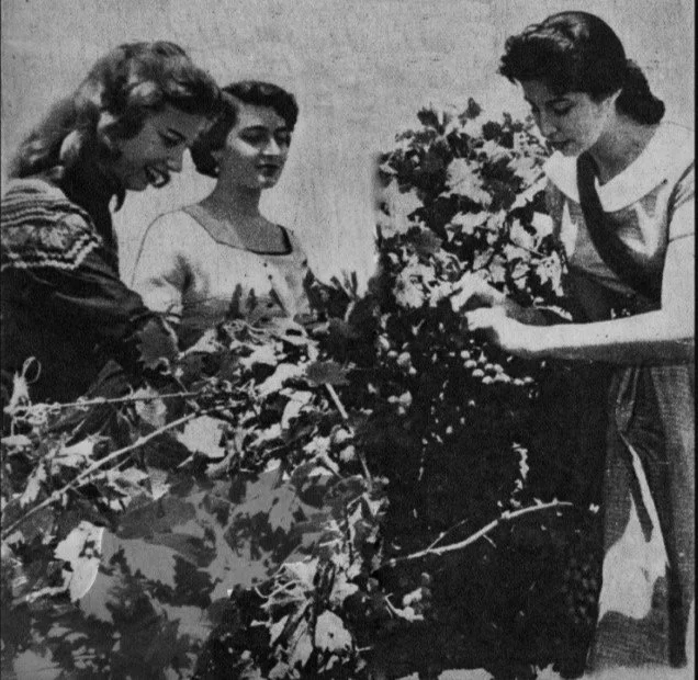 Grupo de mujeres vendimiando en un viñedo de Aguascalientes a finales del siglo XX