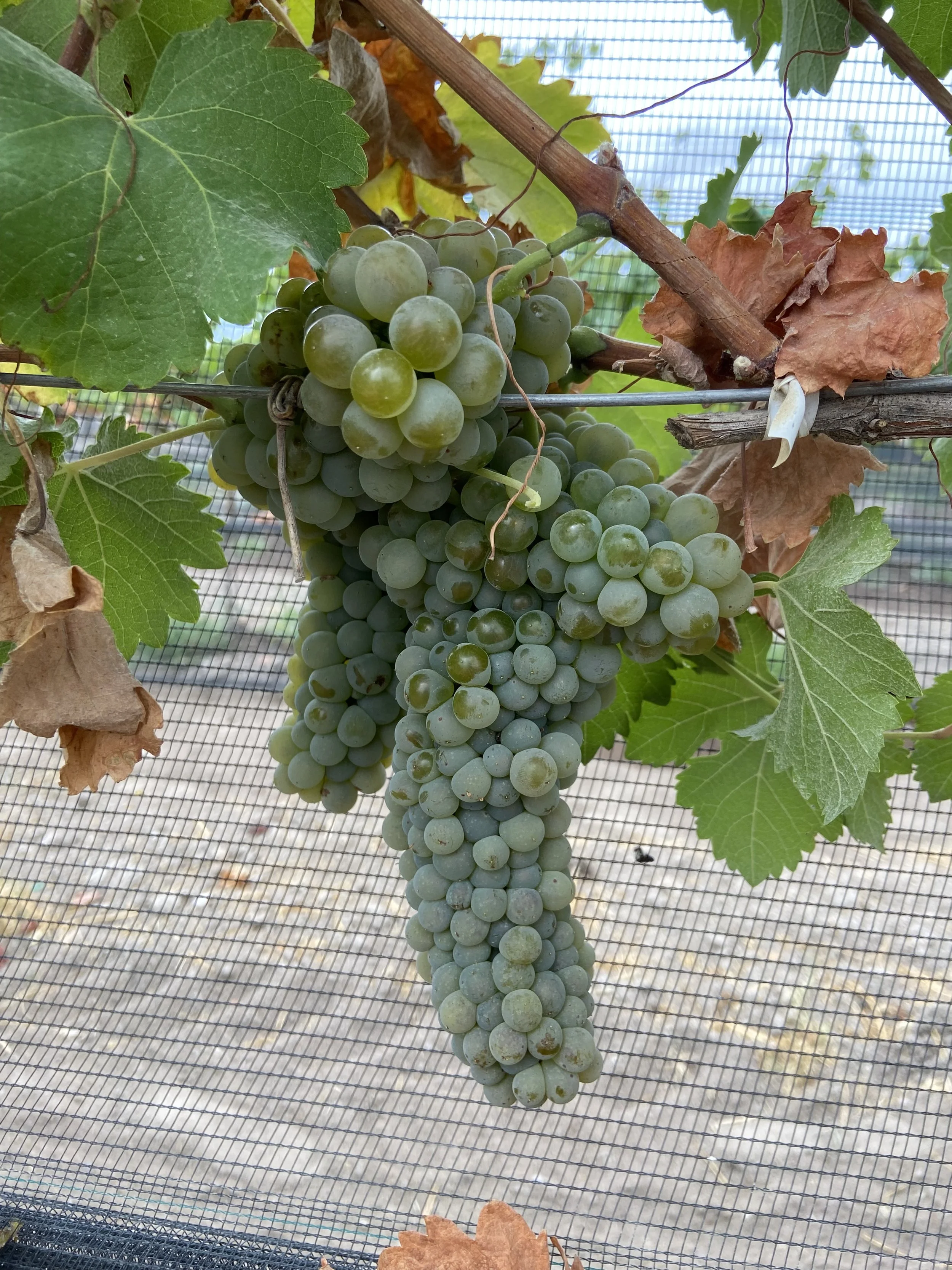 Uva Viognier en un viñedo de Aguascalientes