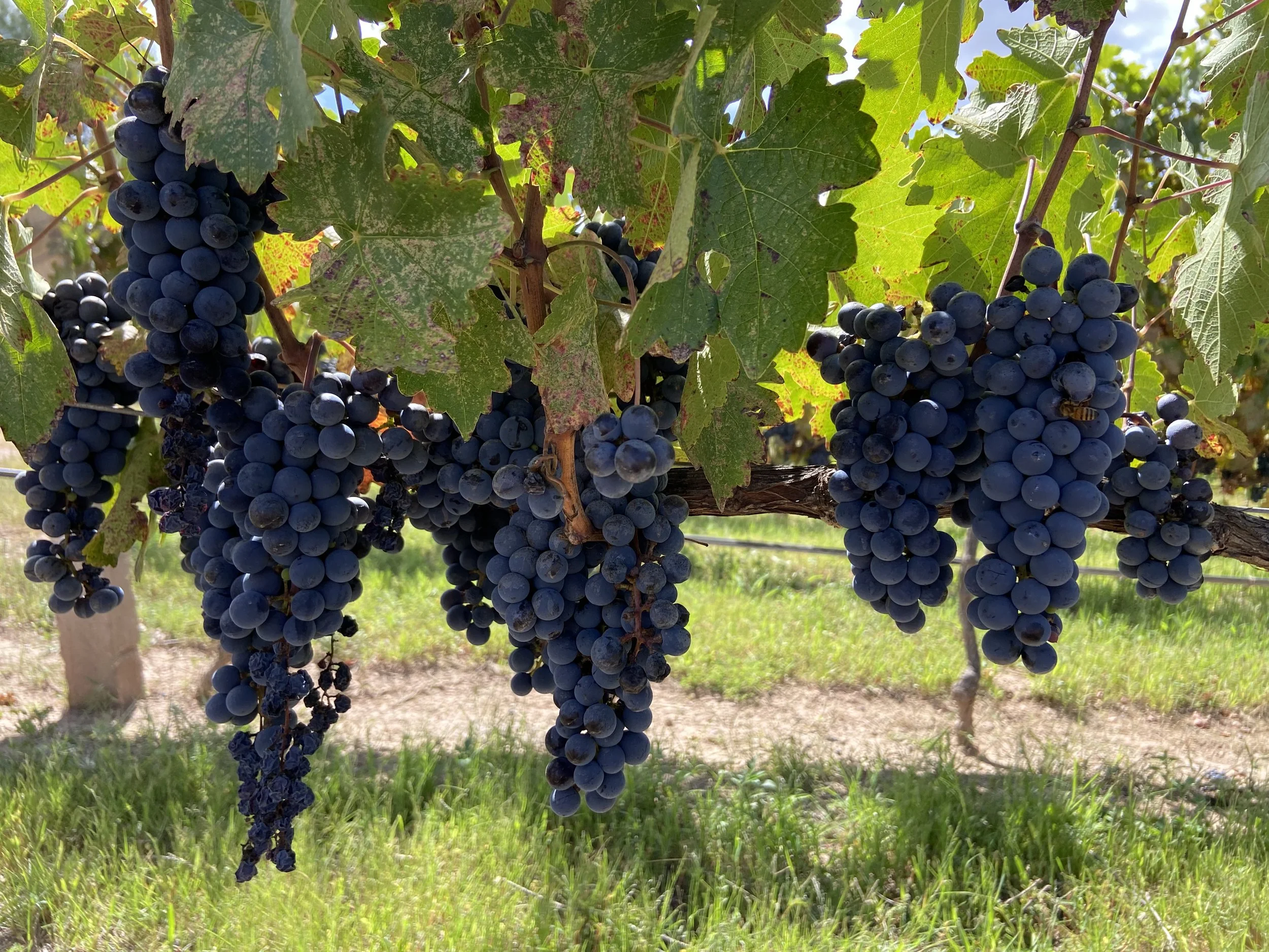 Uvas tempranillo en un viñedo de Aguascalientes