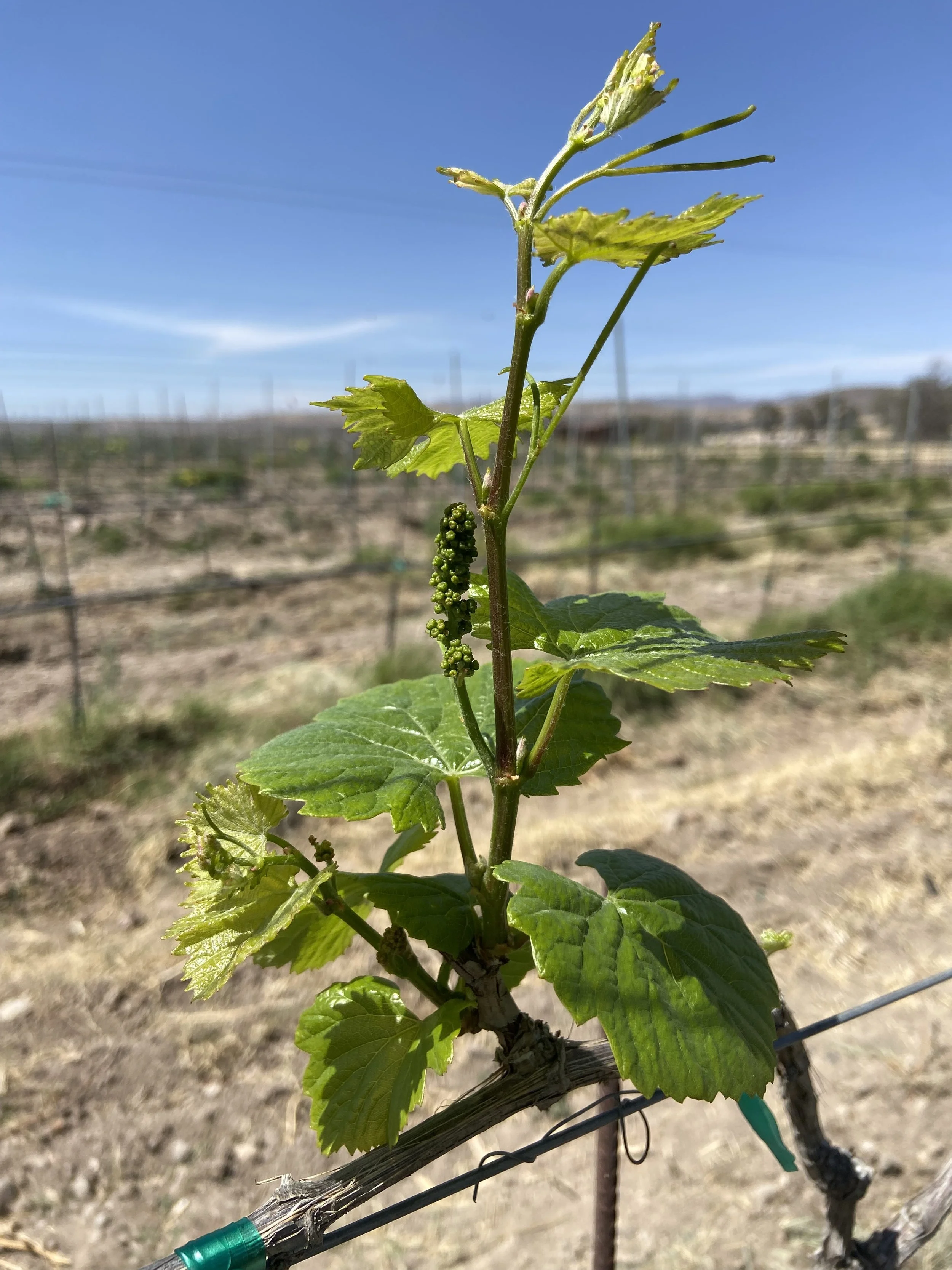 Brote de Vid de uva Viognier en un viñedo de Aguascalientes