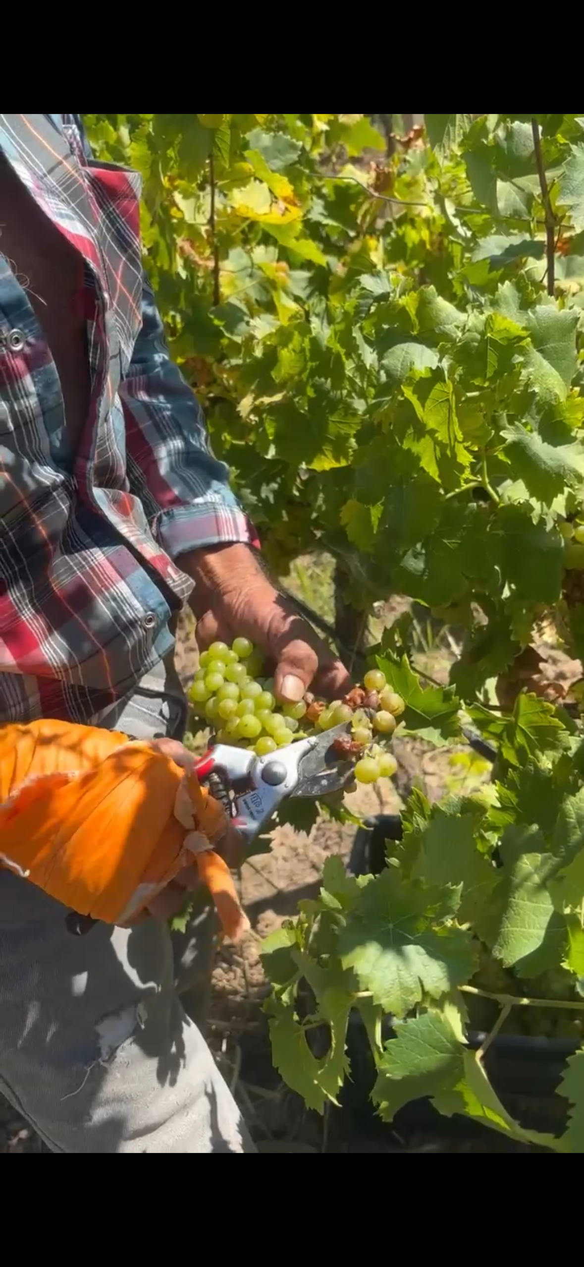 Trabajador del campo cosechando uva en Aguascalientes